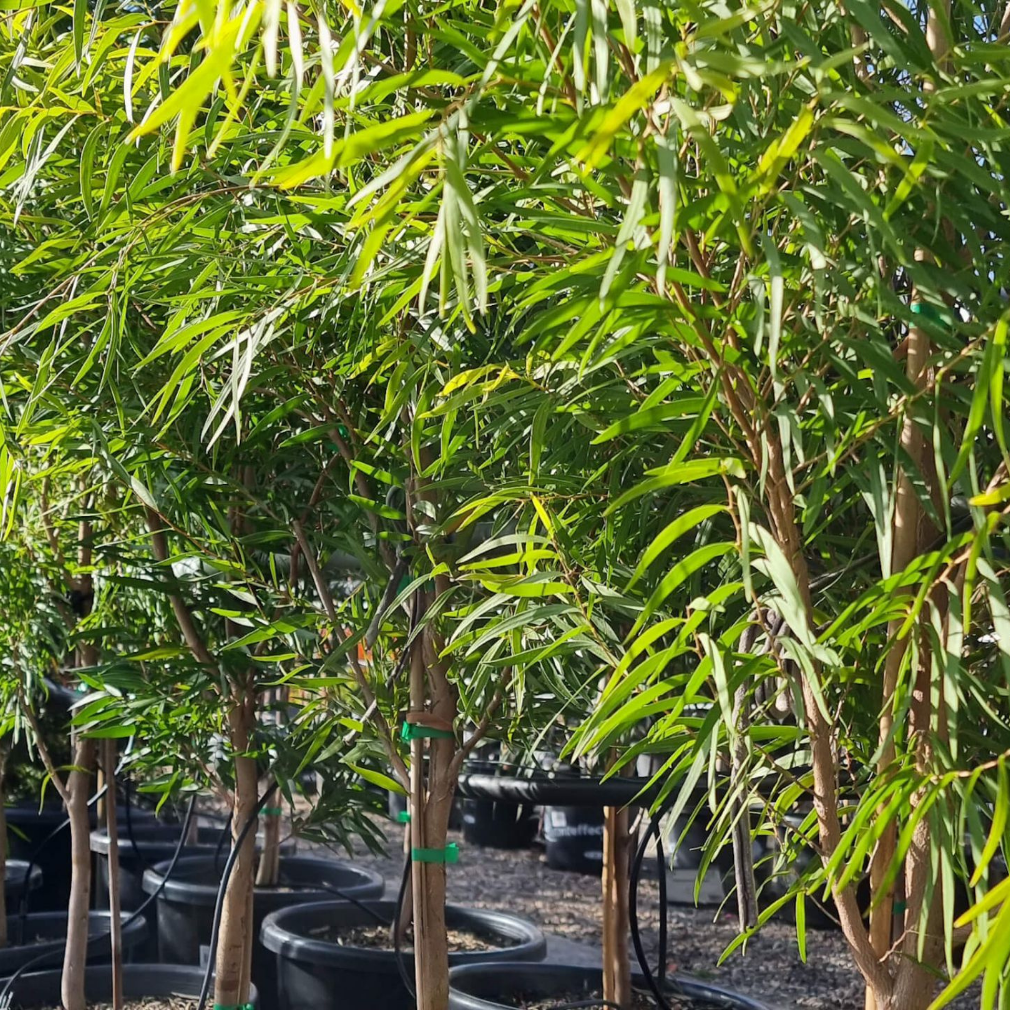 Row of potted trees with green leaves in a nursery setting