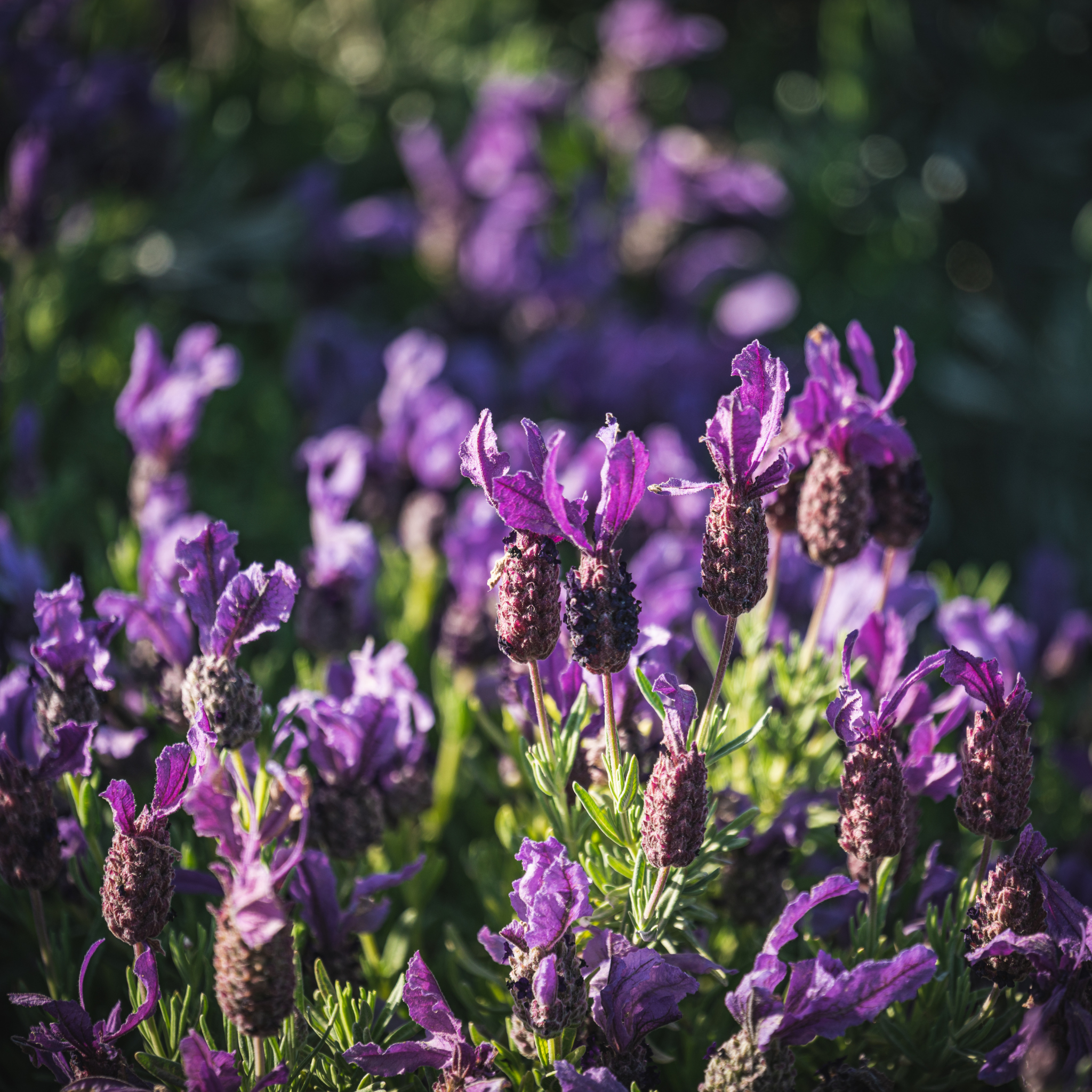 Italian Lavender Javelin Forte Purple - Lavandula stoechas Javelin Forte Purple