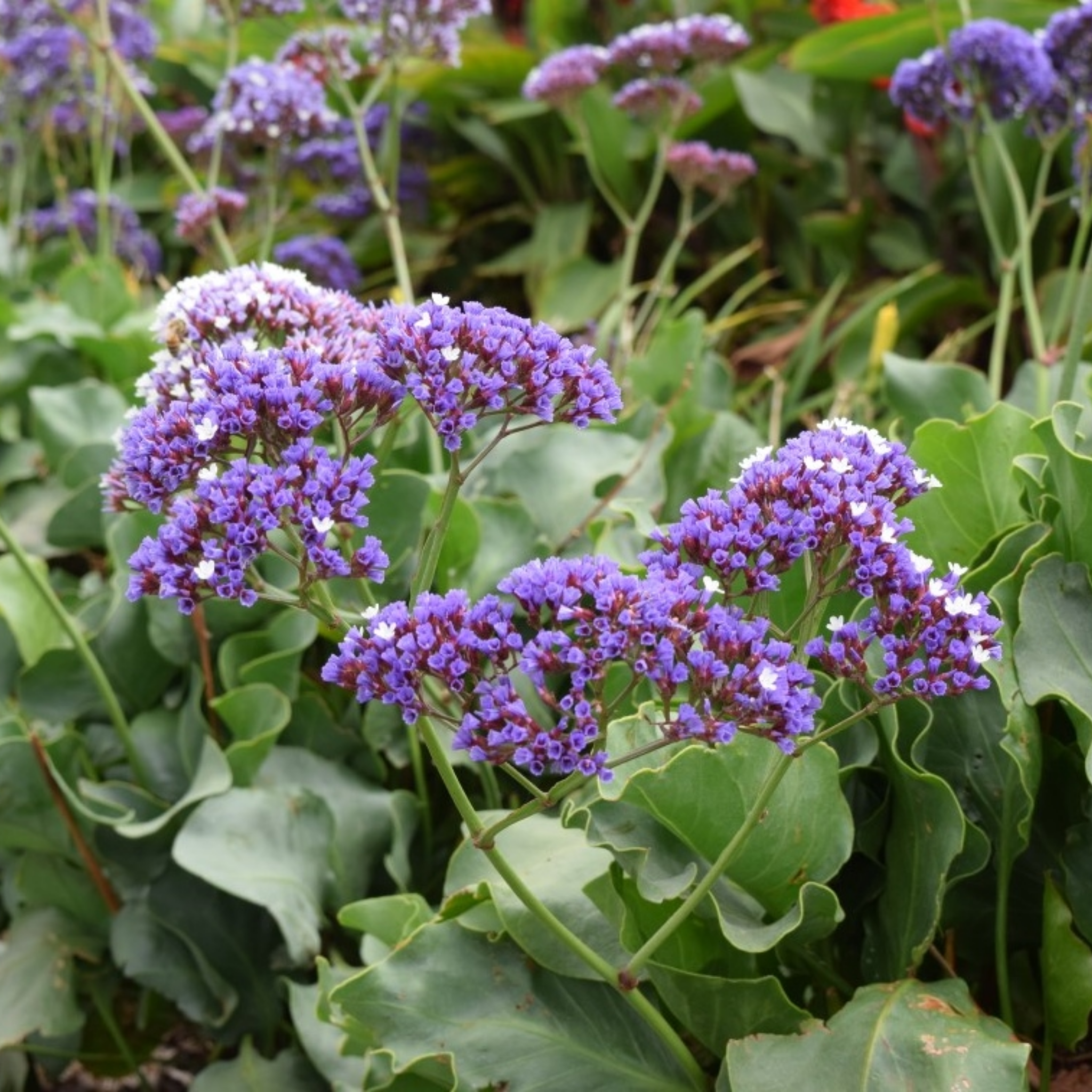 Sea Lavender - Limonium perezii