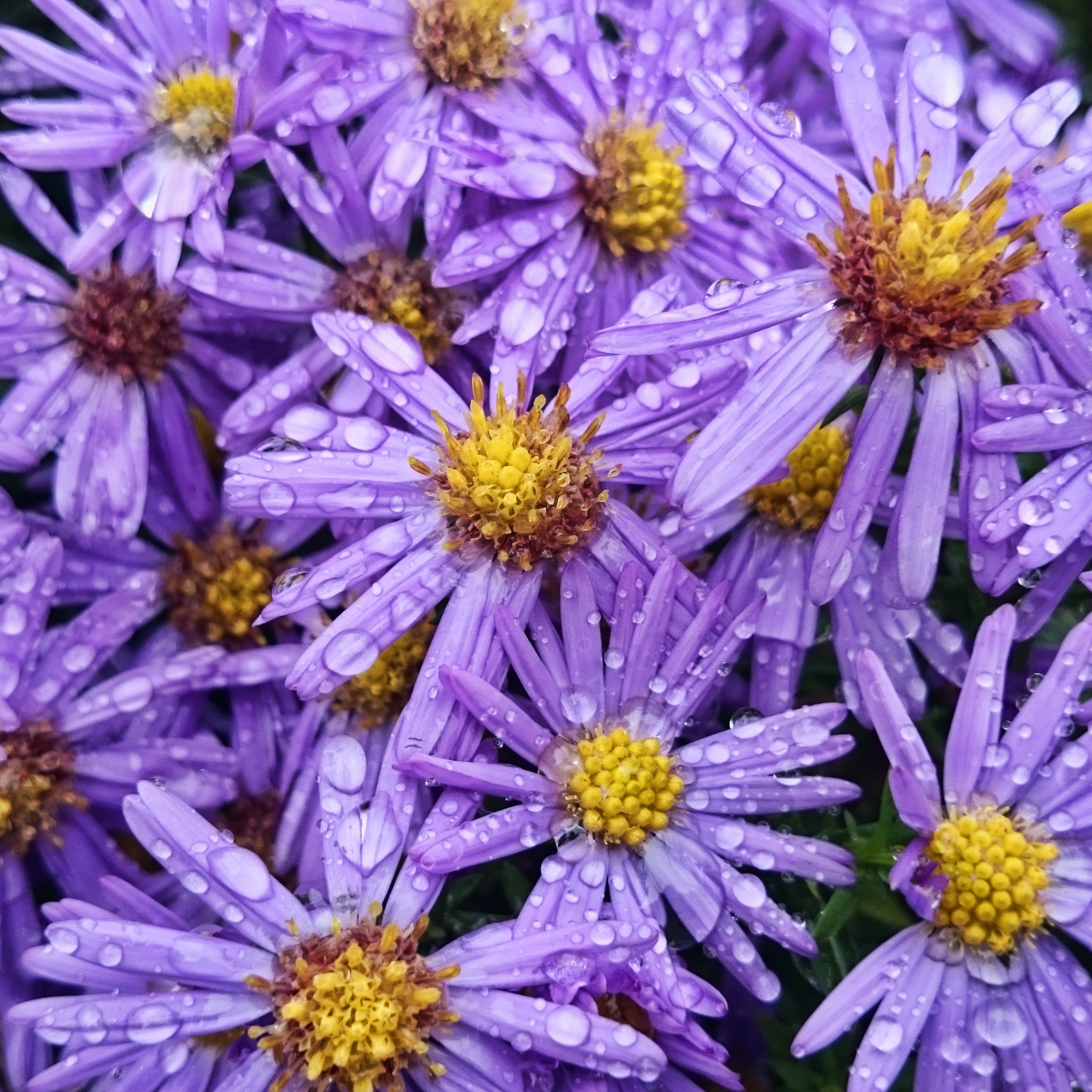Stiff Daisy Fresco Purple - Brachyscome angustifolia 'Fresco Purple'