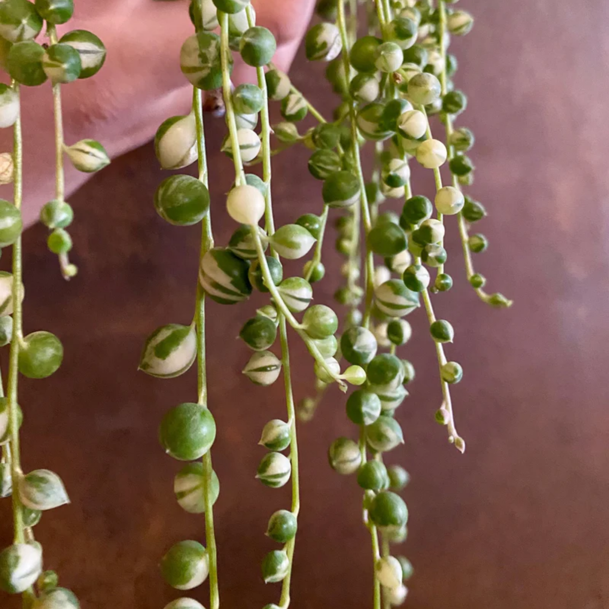 Variegated String of Pearls - Senecio rowleyanus Variegata