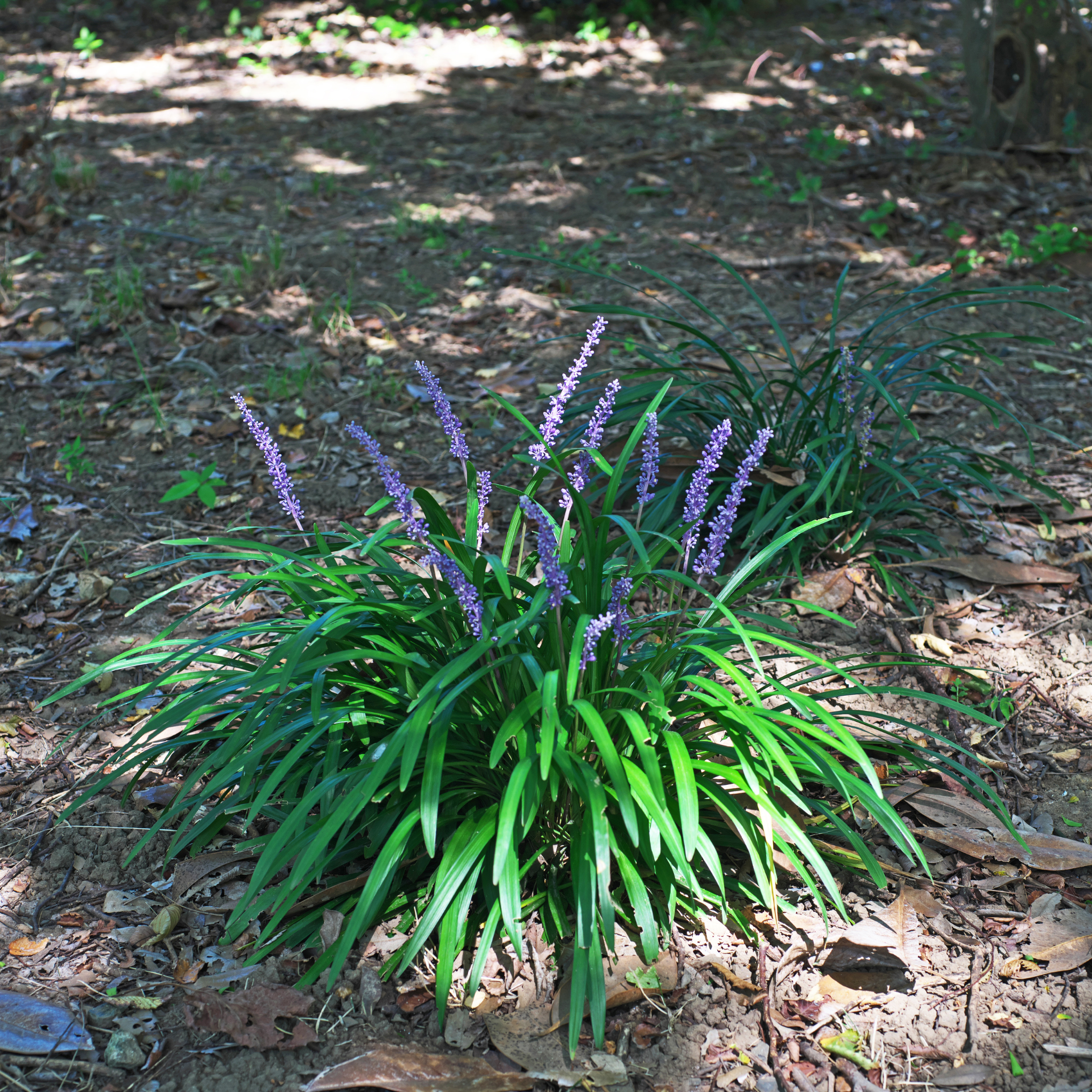 Lillyturf Royal Purple - Liriope muscari Royal Purple