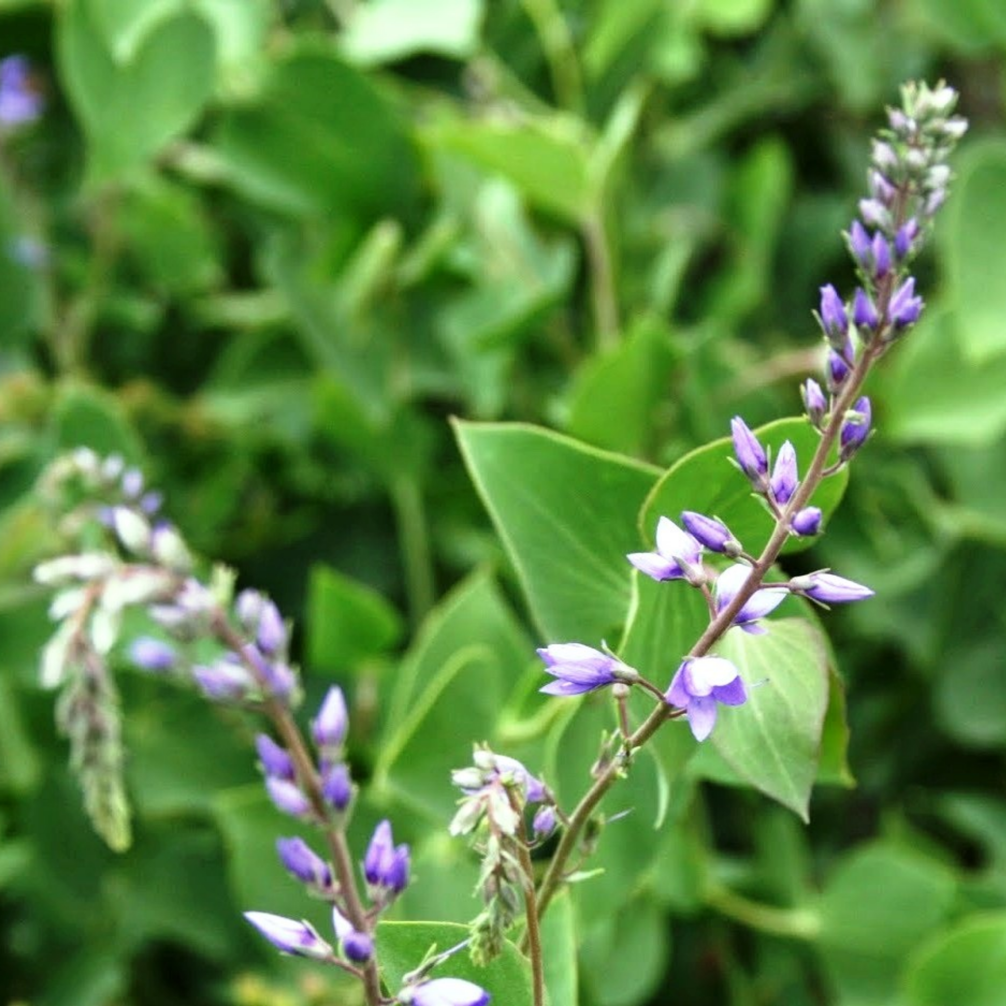 Diggers Speedwell - Veronica perfoliata