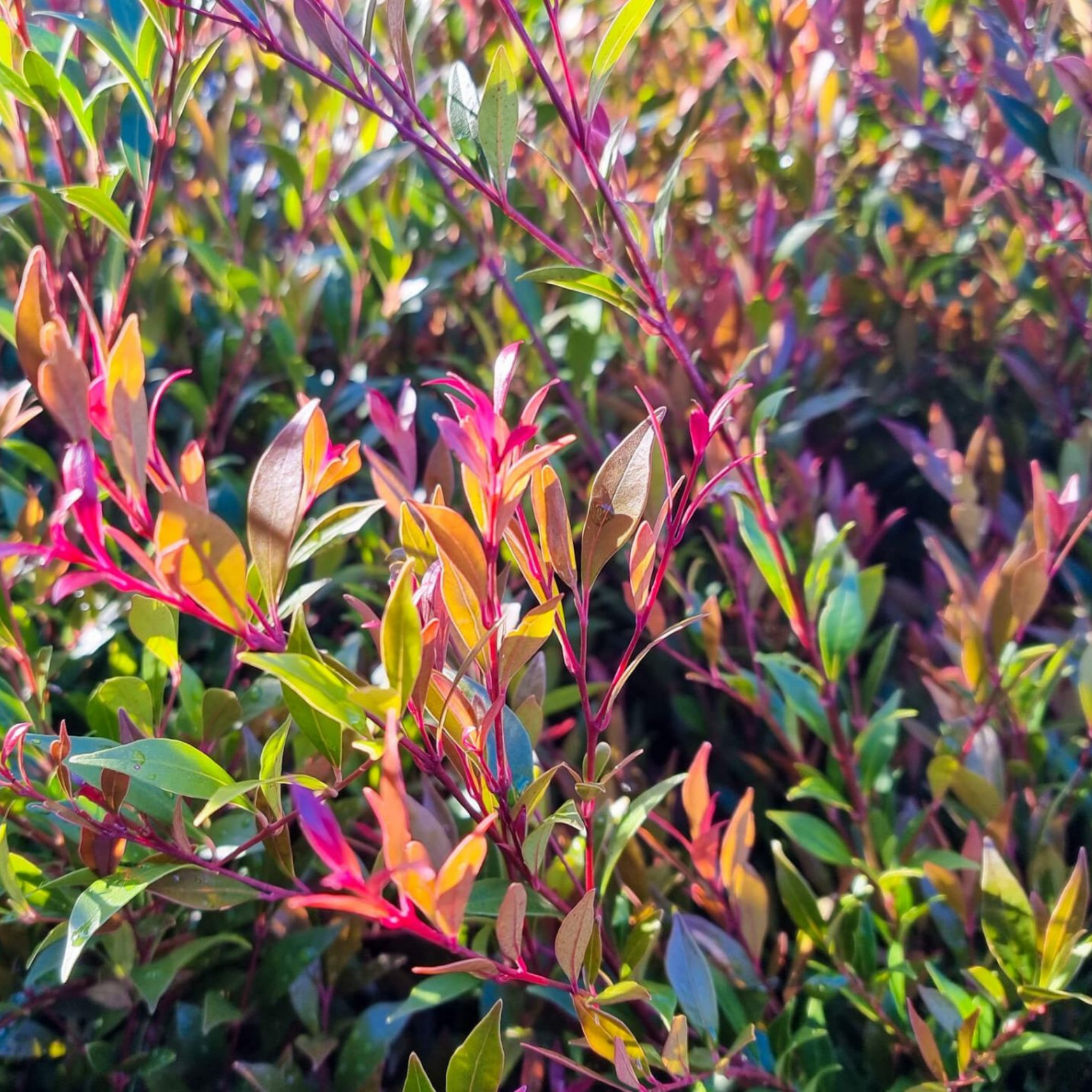 Close-up of colorful leaves with a blurred background