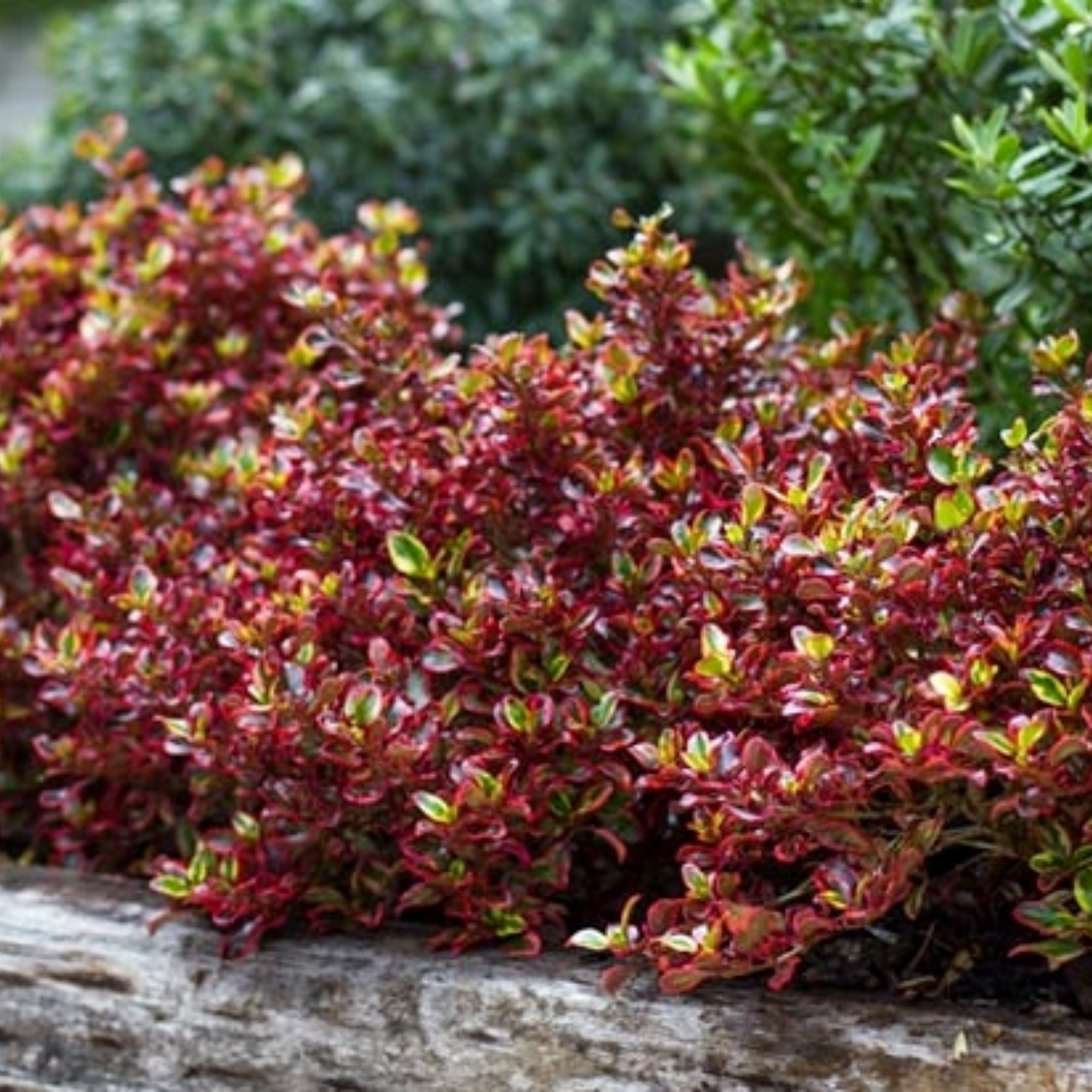 Mirror Bush Ignite - Coprosma repens 'Ignite'