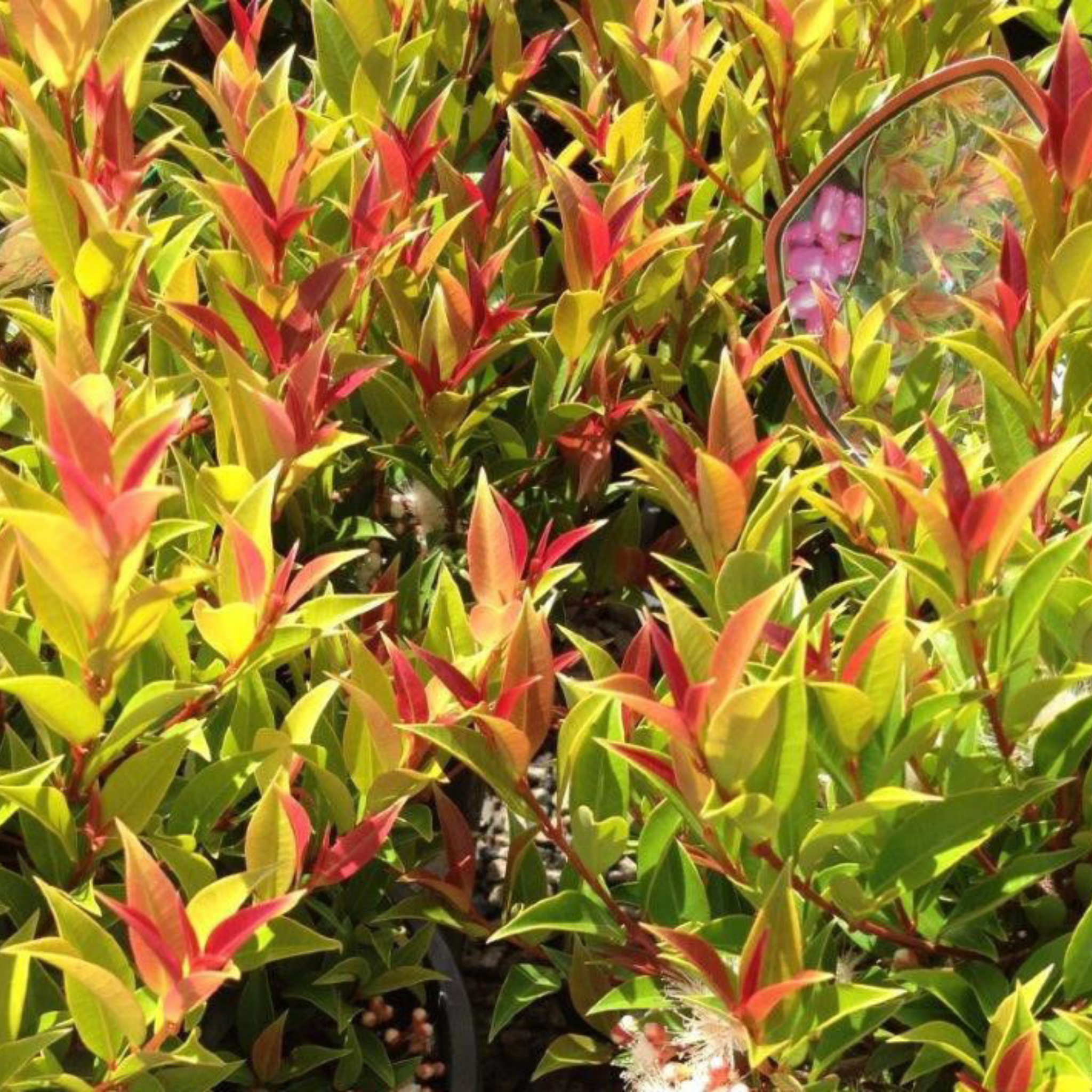 Lilly Pilly Winter Lights - Syzygium australe Winter Lights