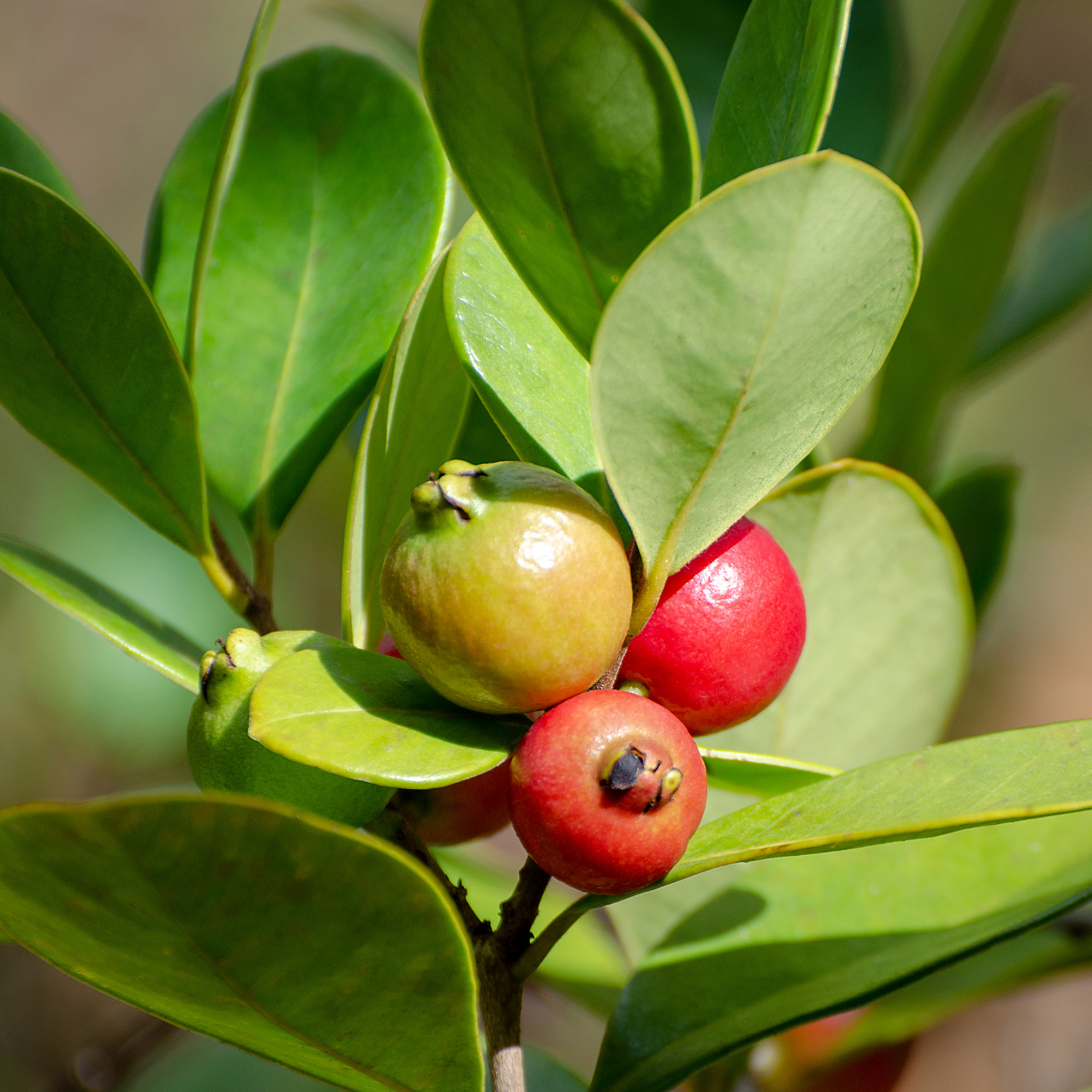 Red Strawberry Guava Tree - Psidium cattleianum Red