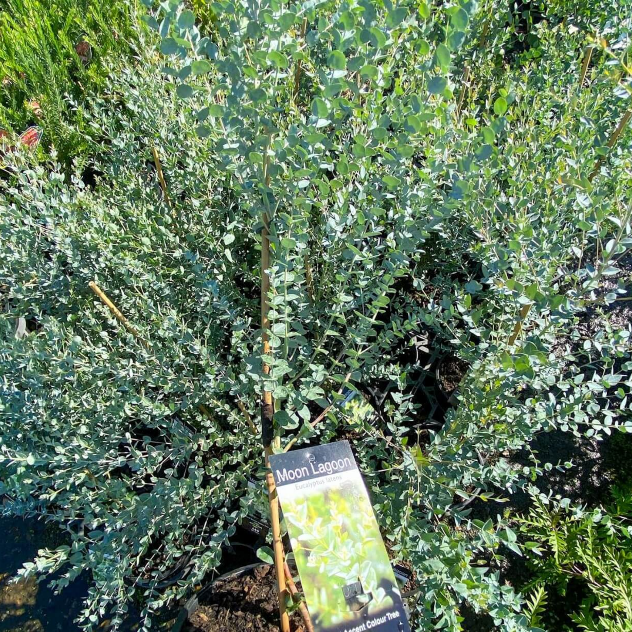 Narrow Leaved Red Mallee - Eucalyptus latens Moon Lagoon