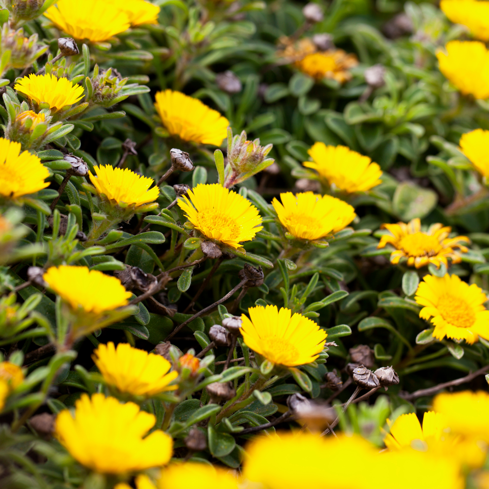 Sea Daisy Teris Yellow - Asteriscus maritimus 'Teris Yellow'