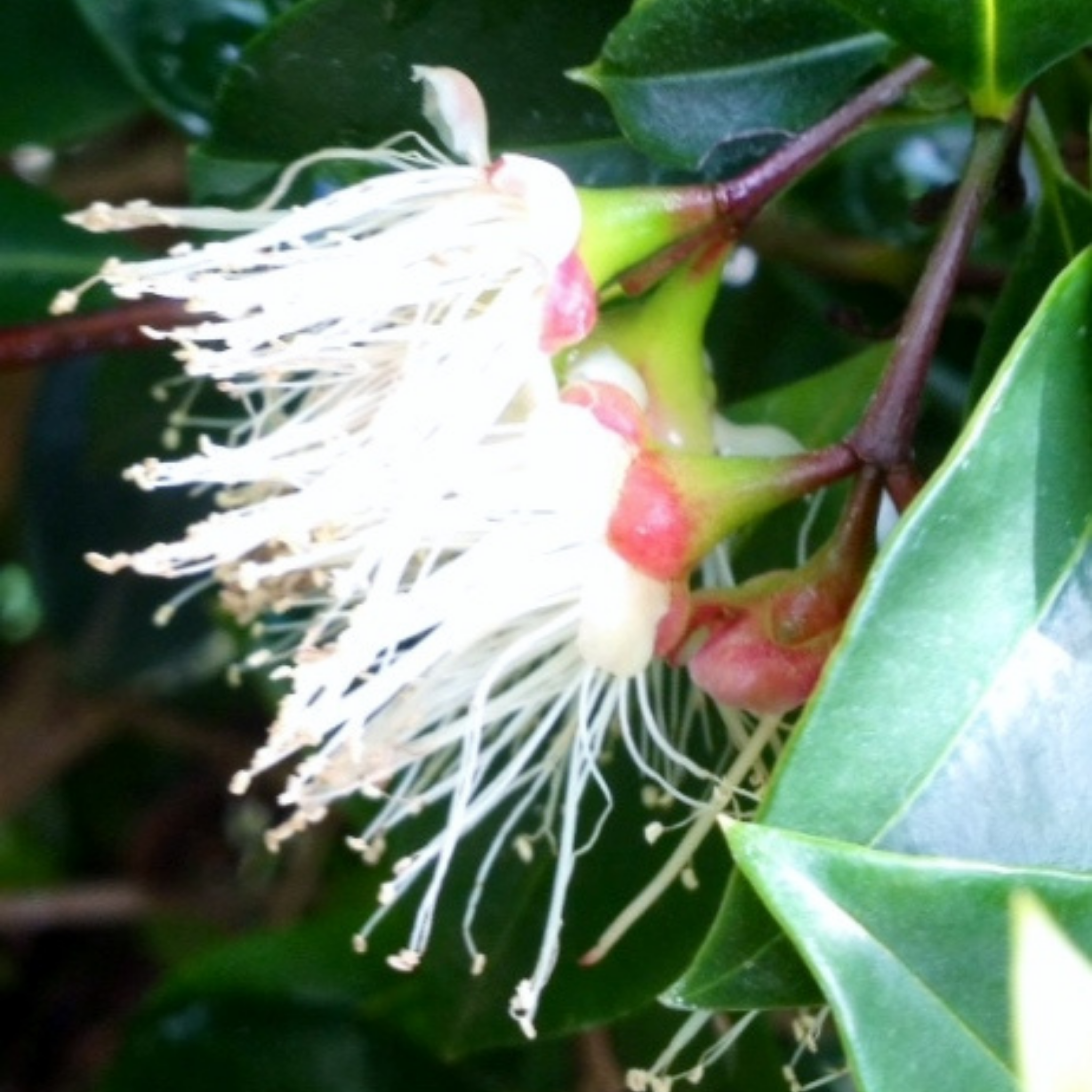Lilly Pilly Screen It - Syzygium australe Screen It