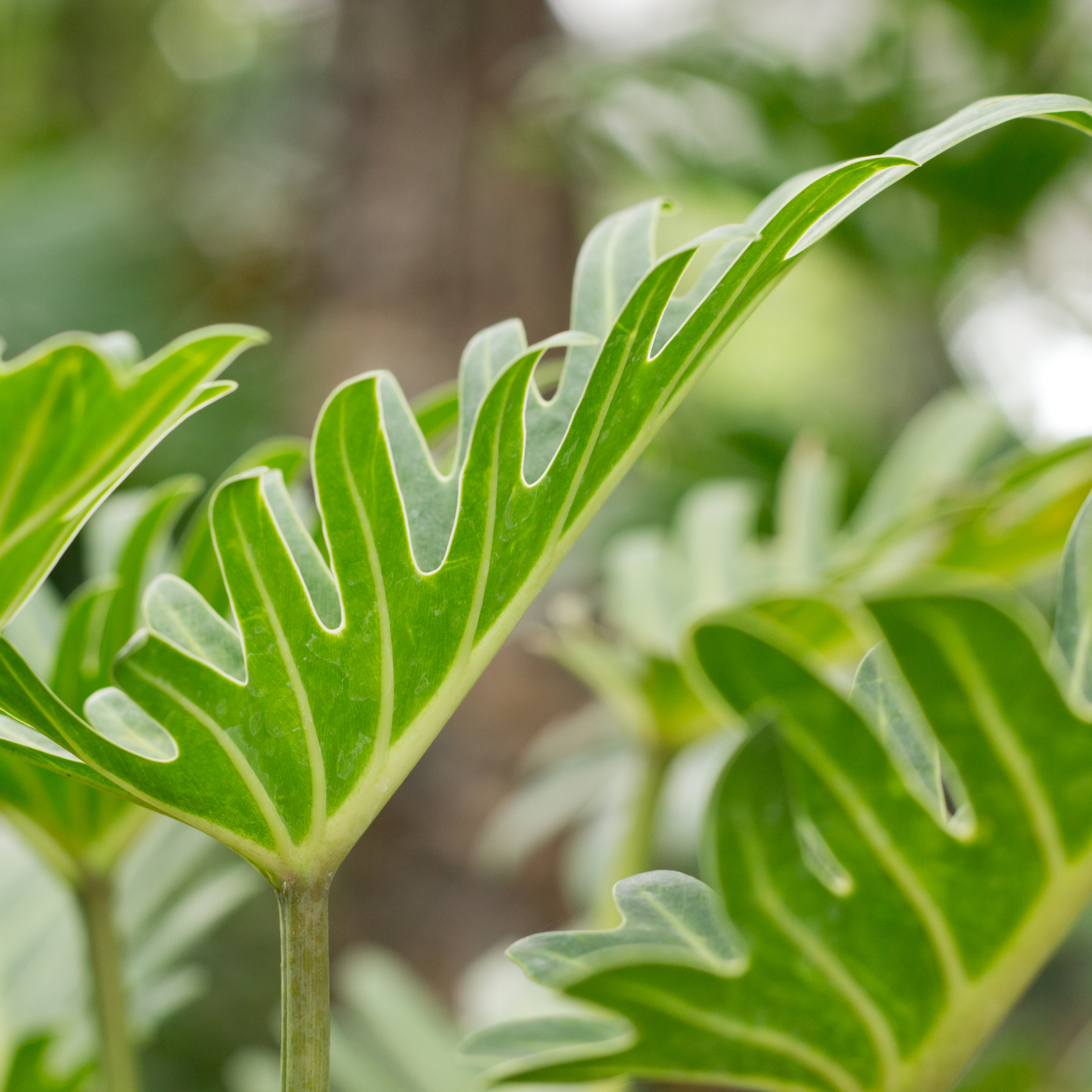 Xanadu Philodendron - Philodendron Xanadu