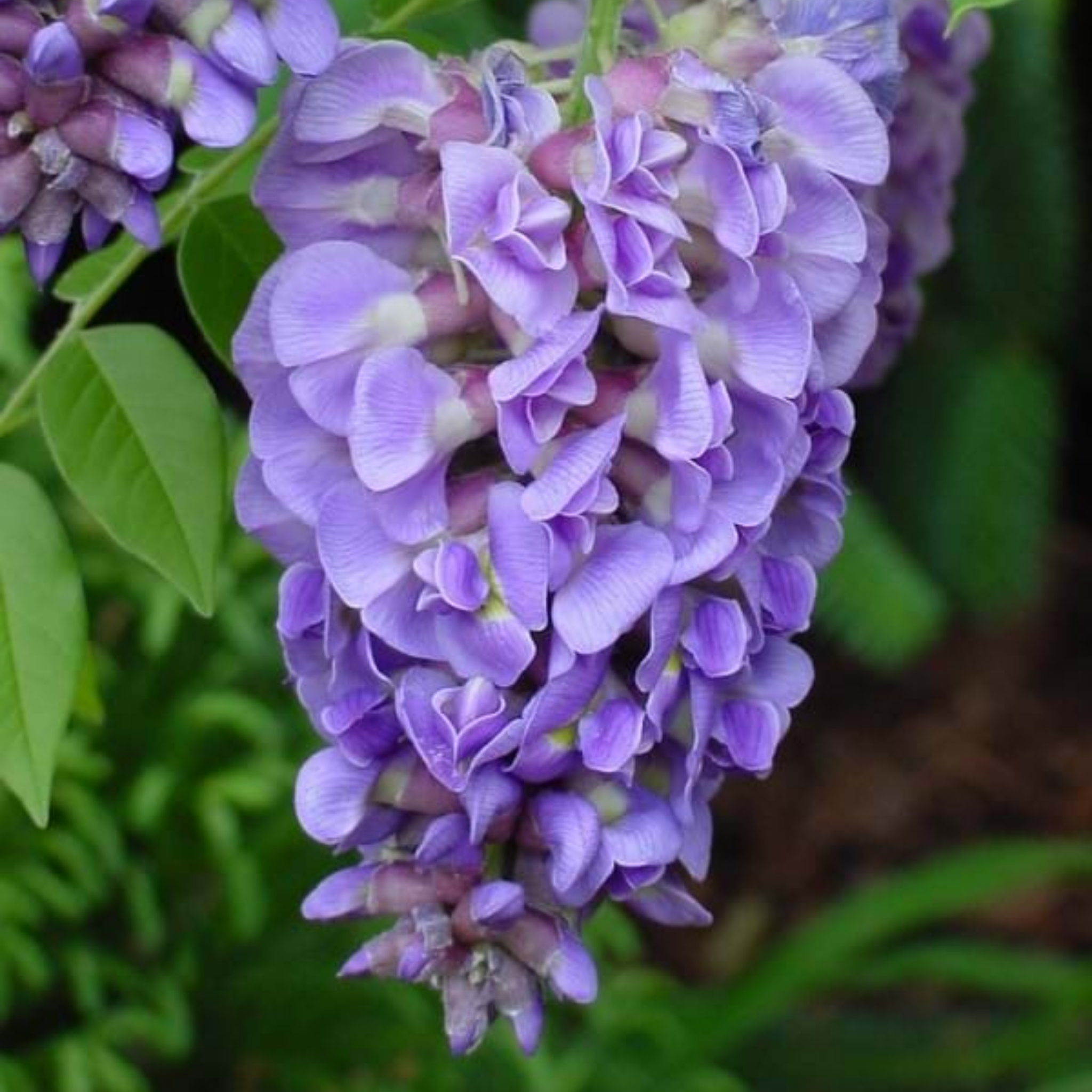 Amethyst Falls American Wisteria - Wisteria frutescens PBR