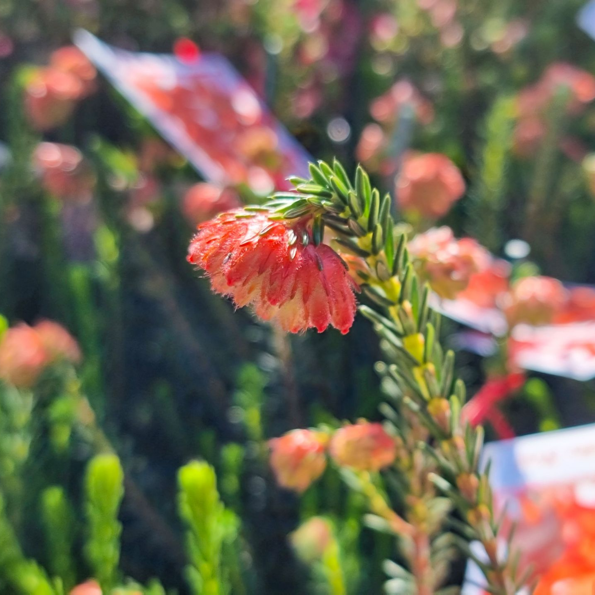 Red Fire Erica - Erica cerinthoides Red