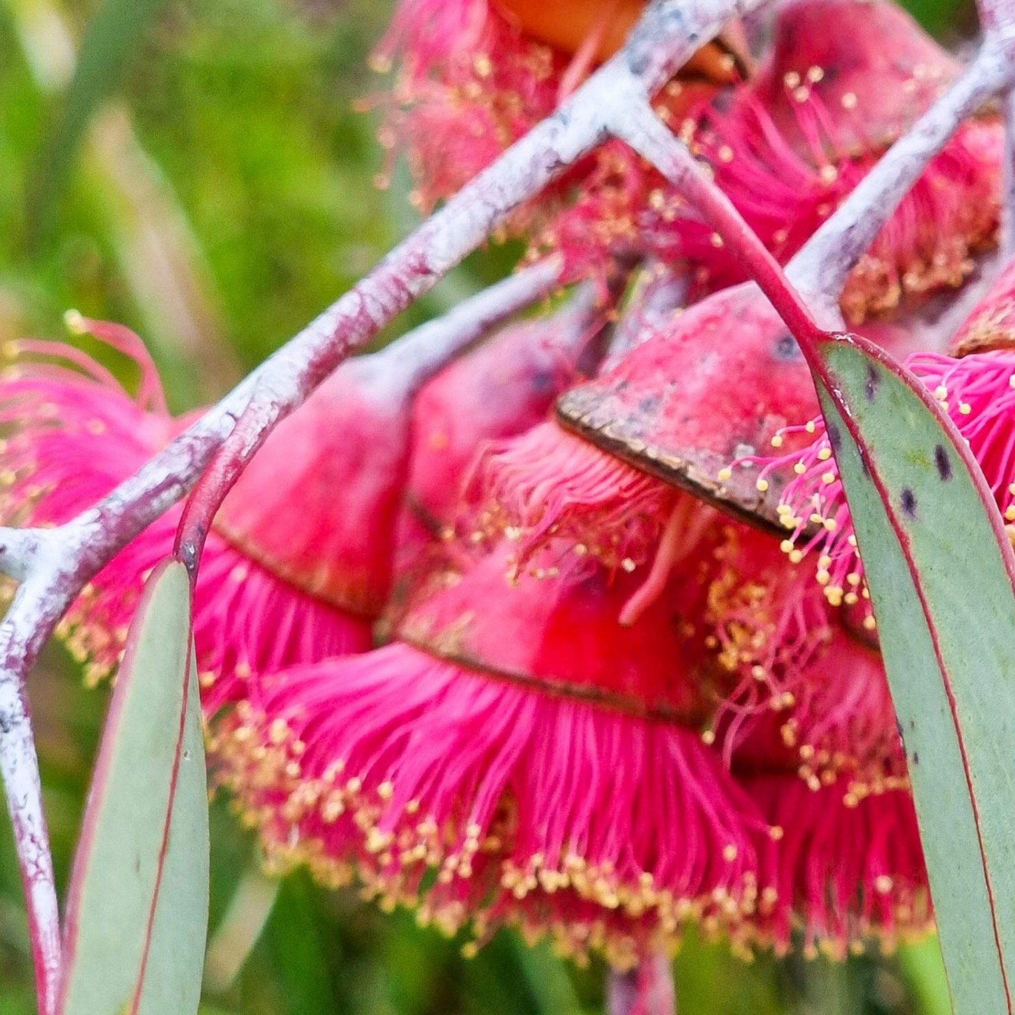 Eucalyptus Silver Princess Gum - Eucalyptus caesia Silver Princess