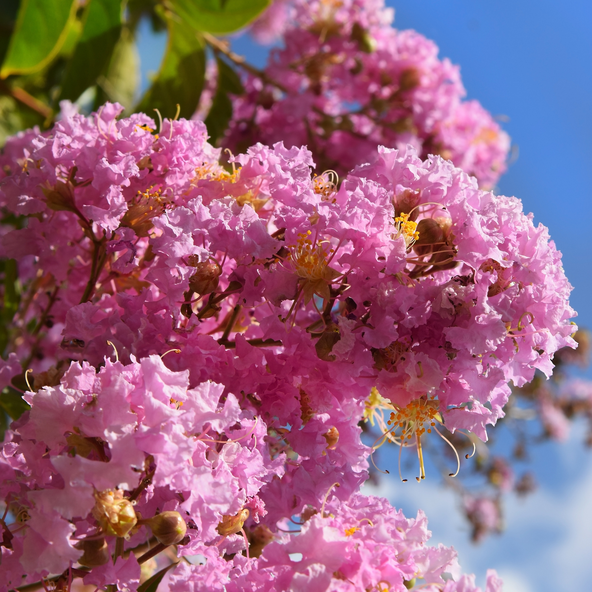 Pink Crepe Myrtle - Lagerstroemia indica fauriei Biloxi