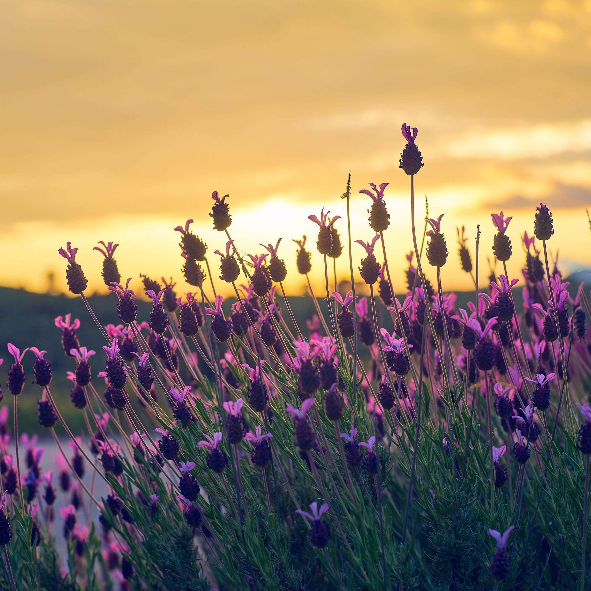 Lavandula pedunculata La Diva Papillon Big Night