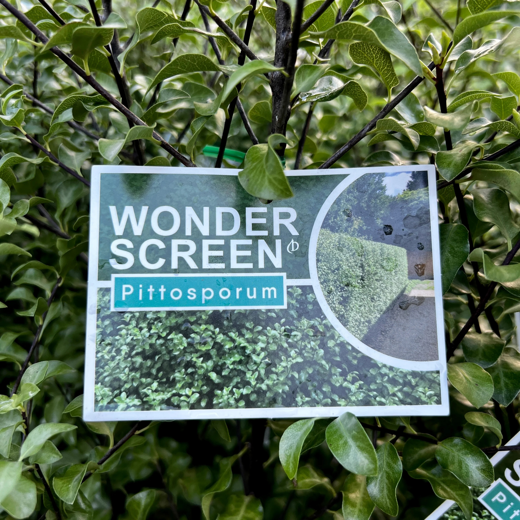 Plant label for 'Wonder Screen Pittosporum' hanging among green leaves