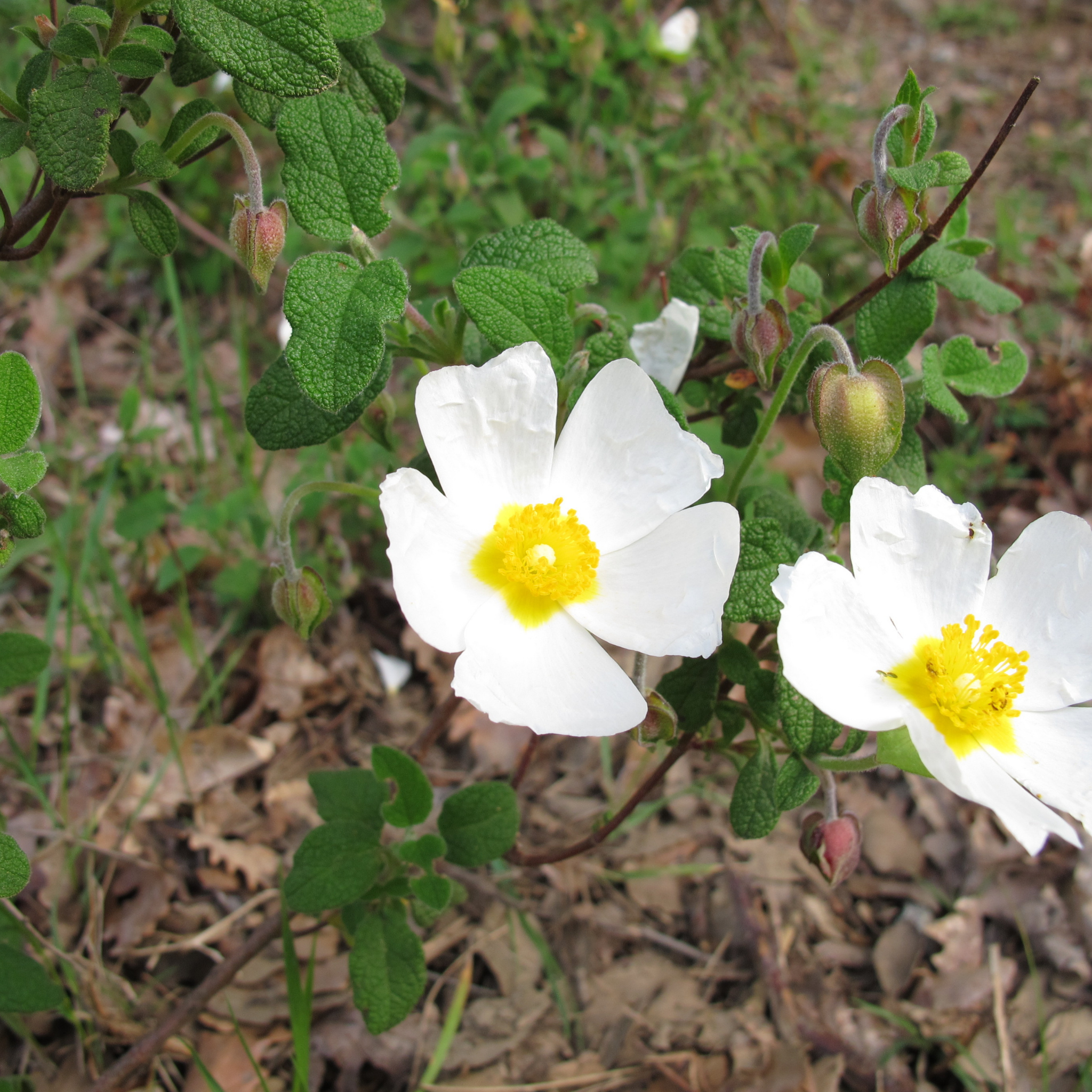 Sage Leaved Rockrose - Cistus salviifolius
