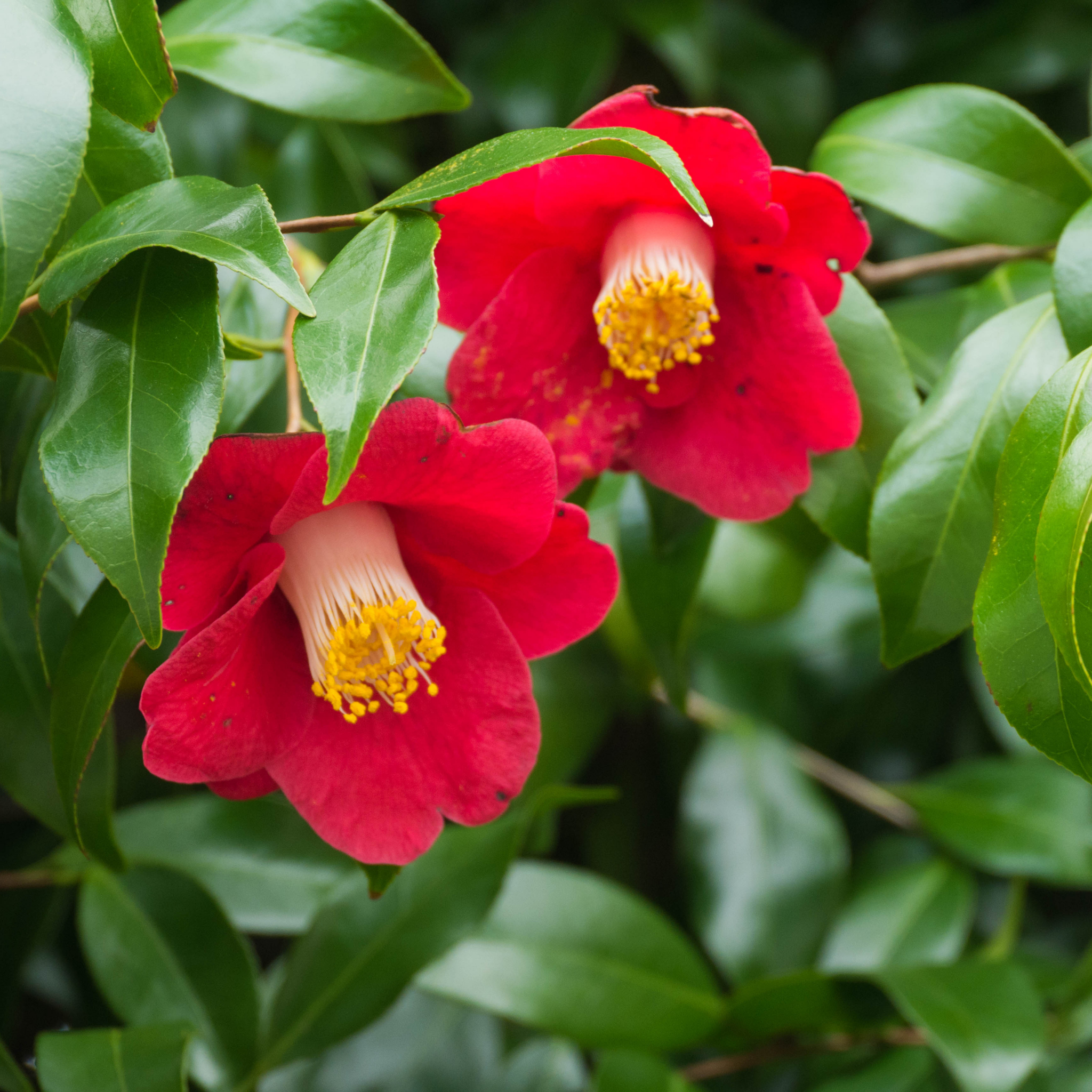Camellia japonica Wildfire