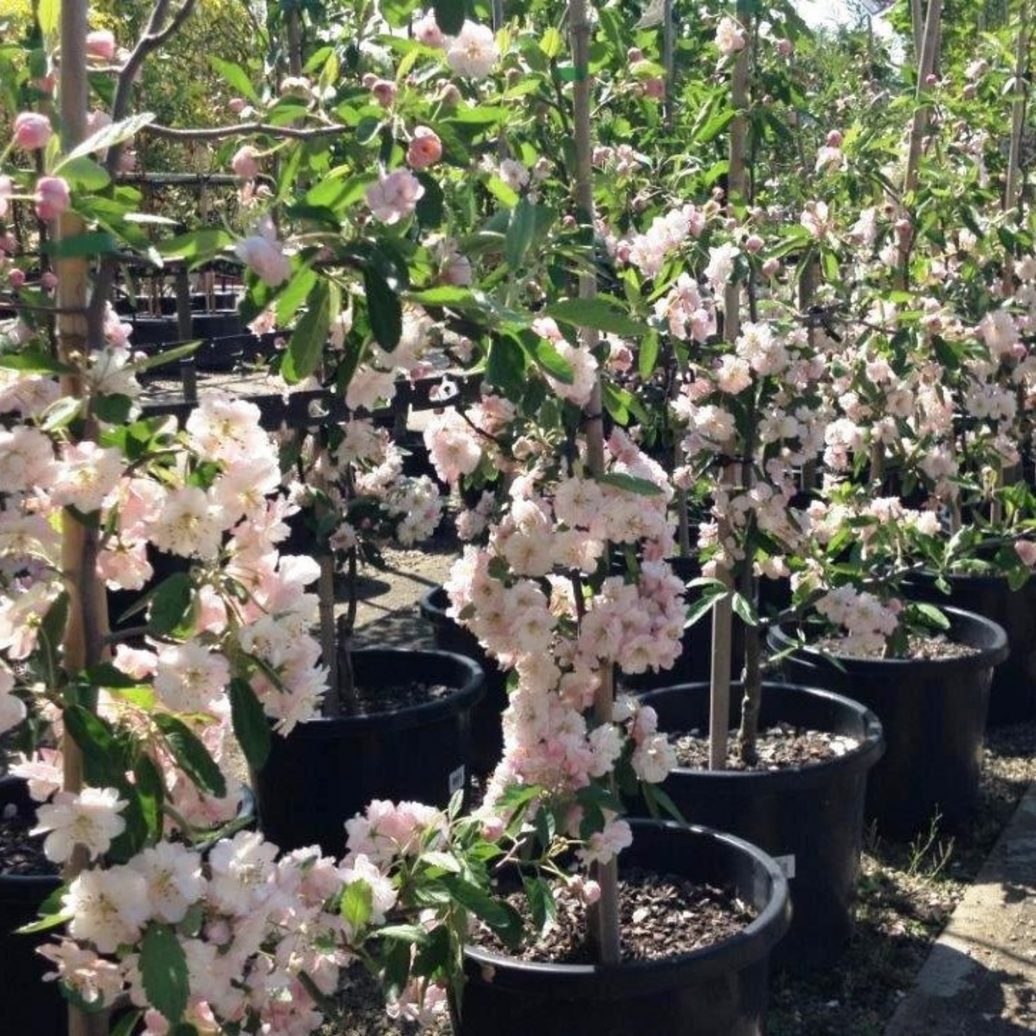 Double Flowering Prairie Crabapple - Malus ioensis Plena