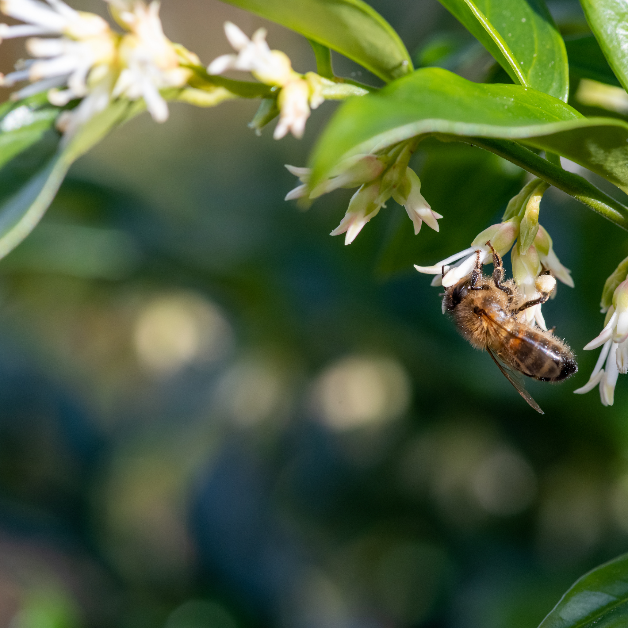 Sweetbox - Sarcococca confusa