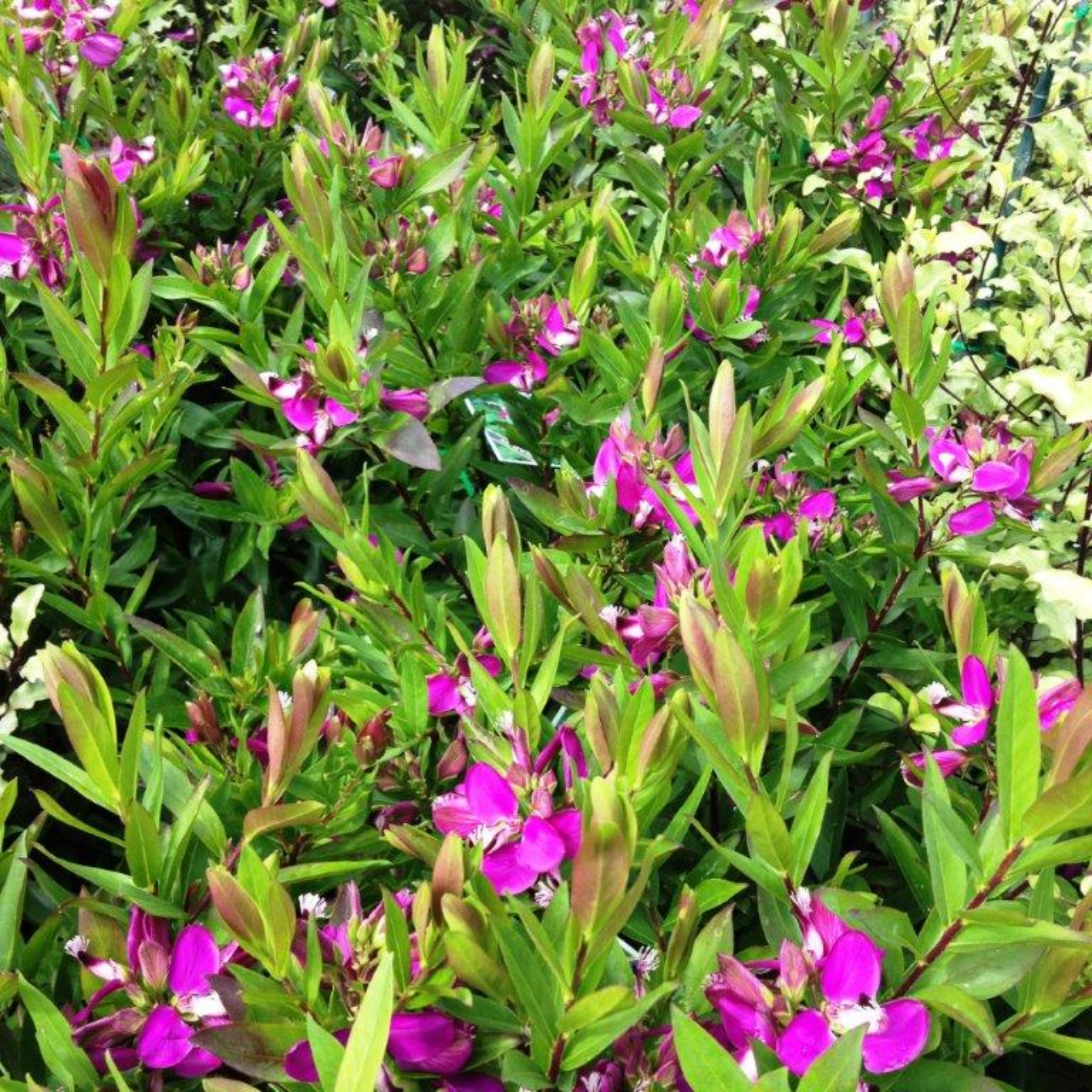 Sweet Pea Shrub - Polygala myrtiflora Grandiflora