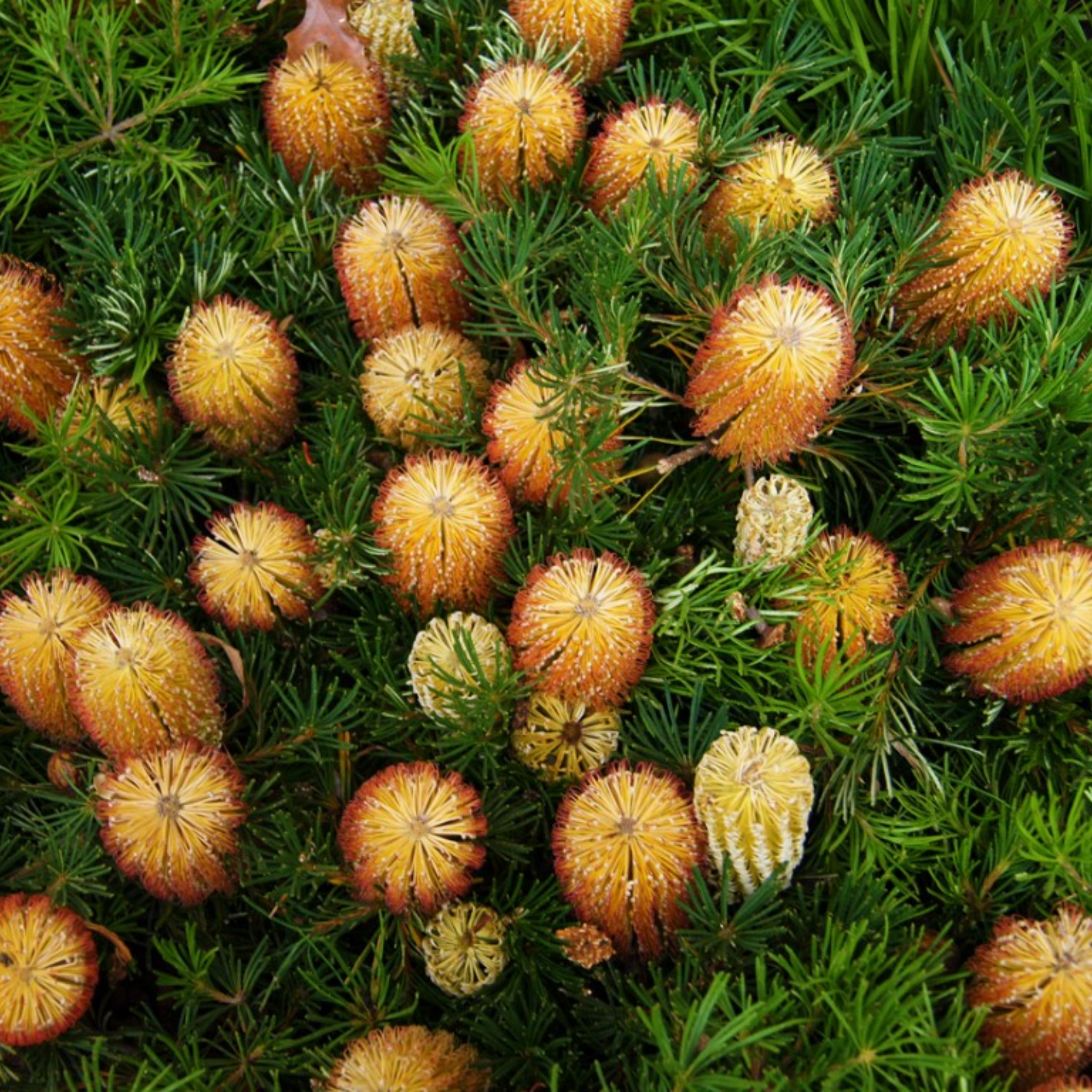 Banksia Birthday Candles - Banksia spinulosa 'Birthday Candles'