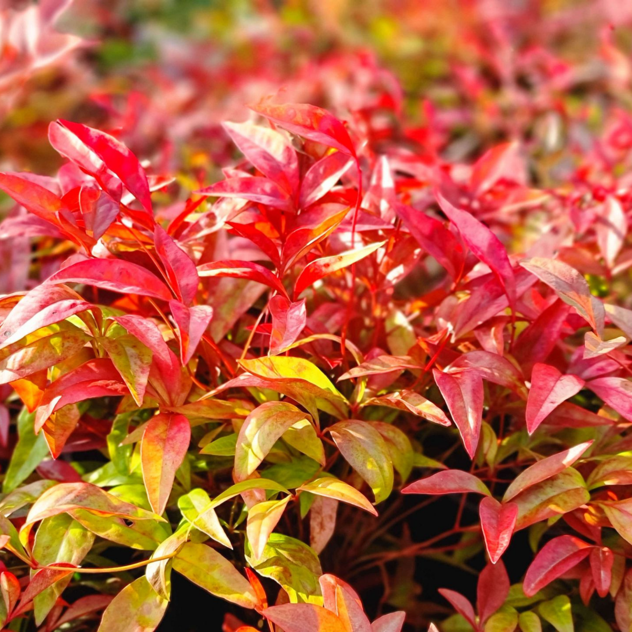 Nandina Obsession - Nandina domestica Obsession PBR