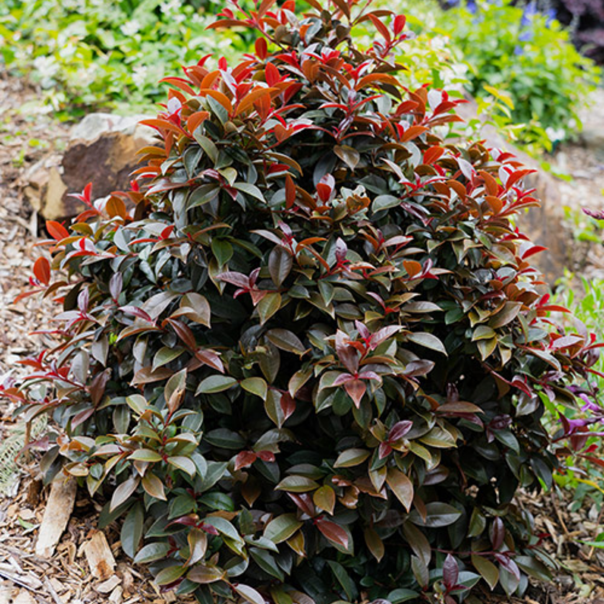 Lilly Pilly Cheeky Little Red - Syzygium australe Cheeky Little Red