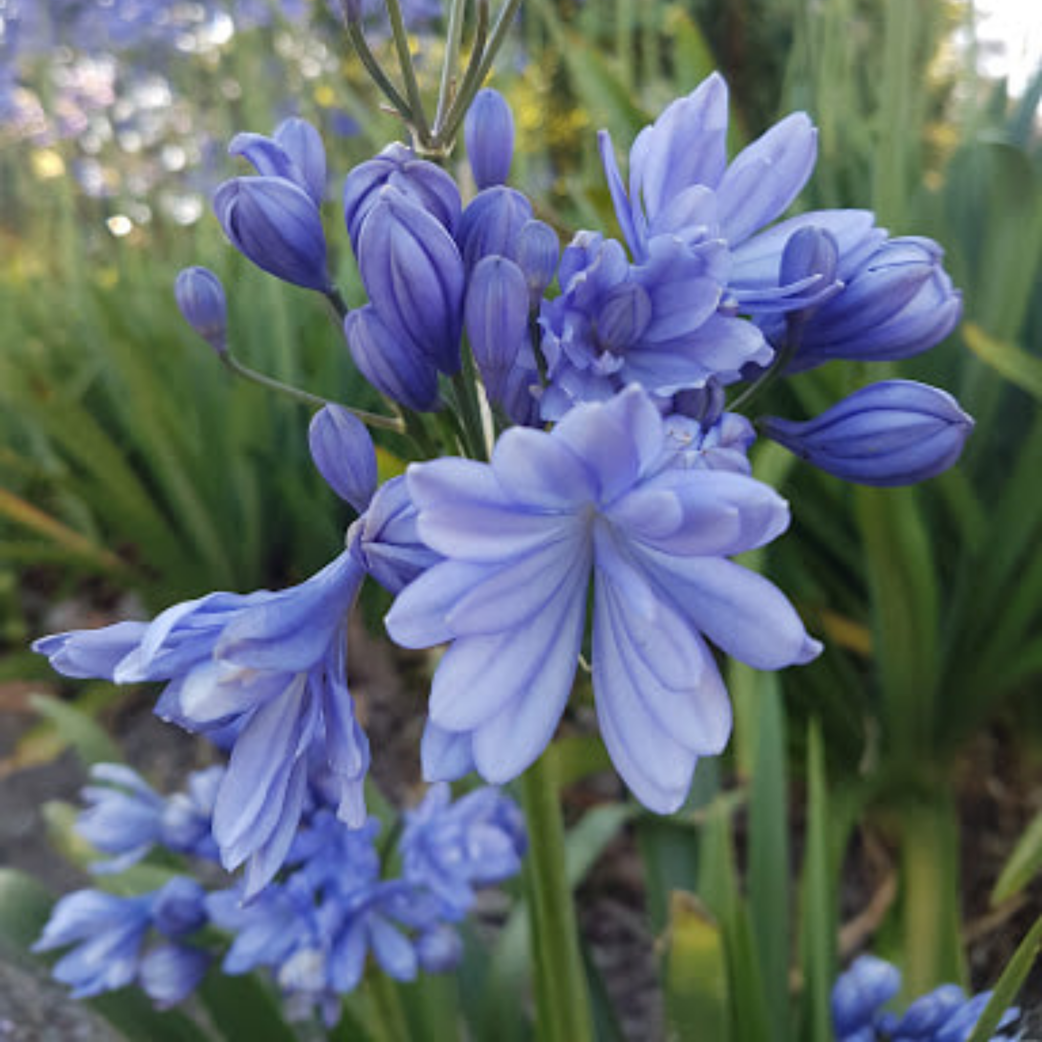 Hardy Blue Agapanthus praecox ‘Double Delight’ - Lily of the Nile, African Lily