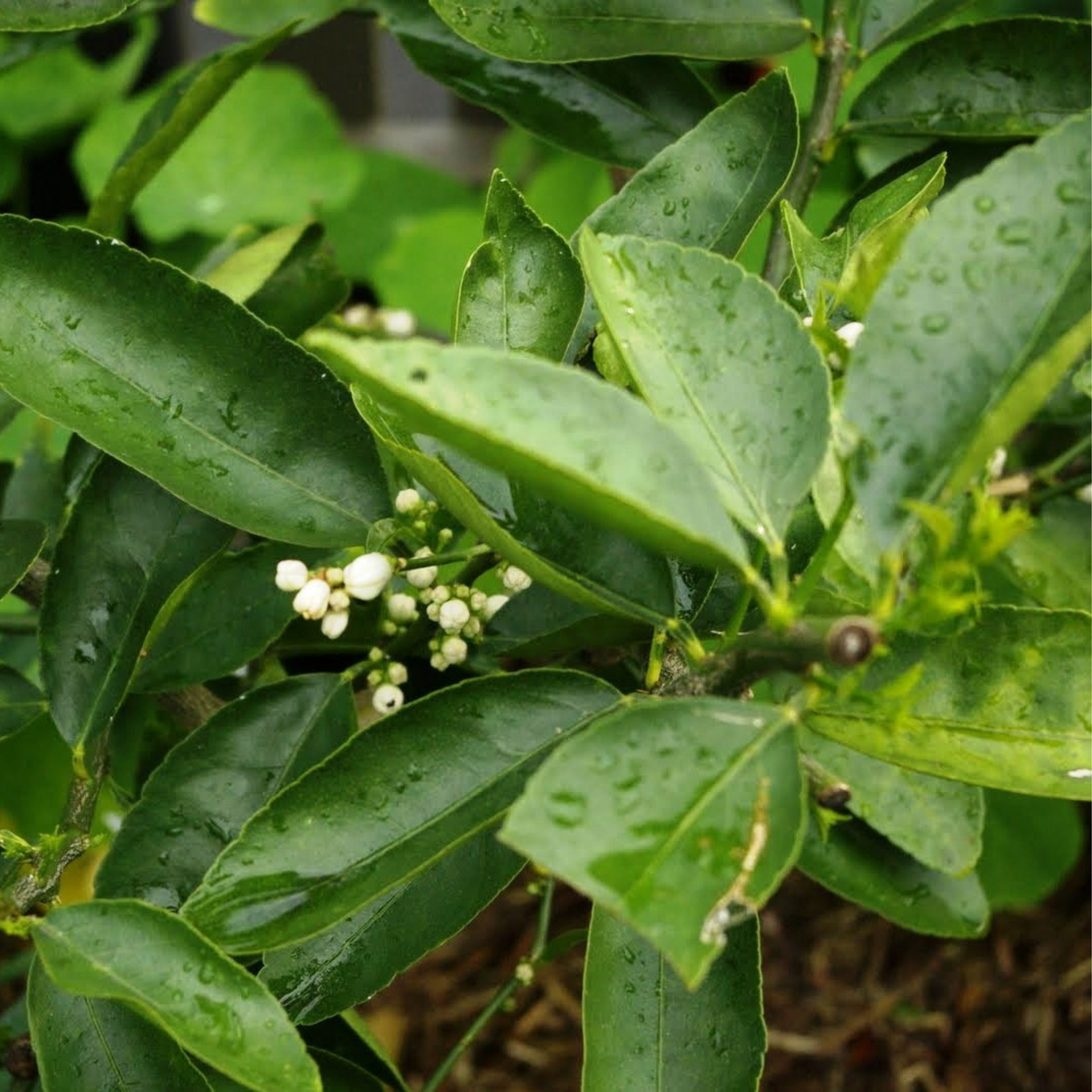 Tahitian Lime (Persian Lime) - Citrus latifolia