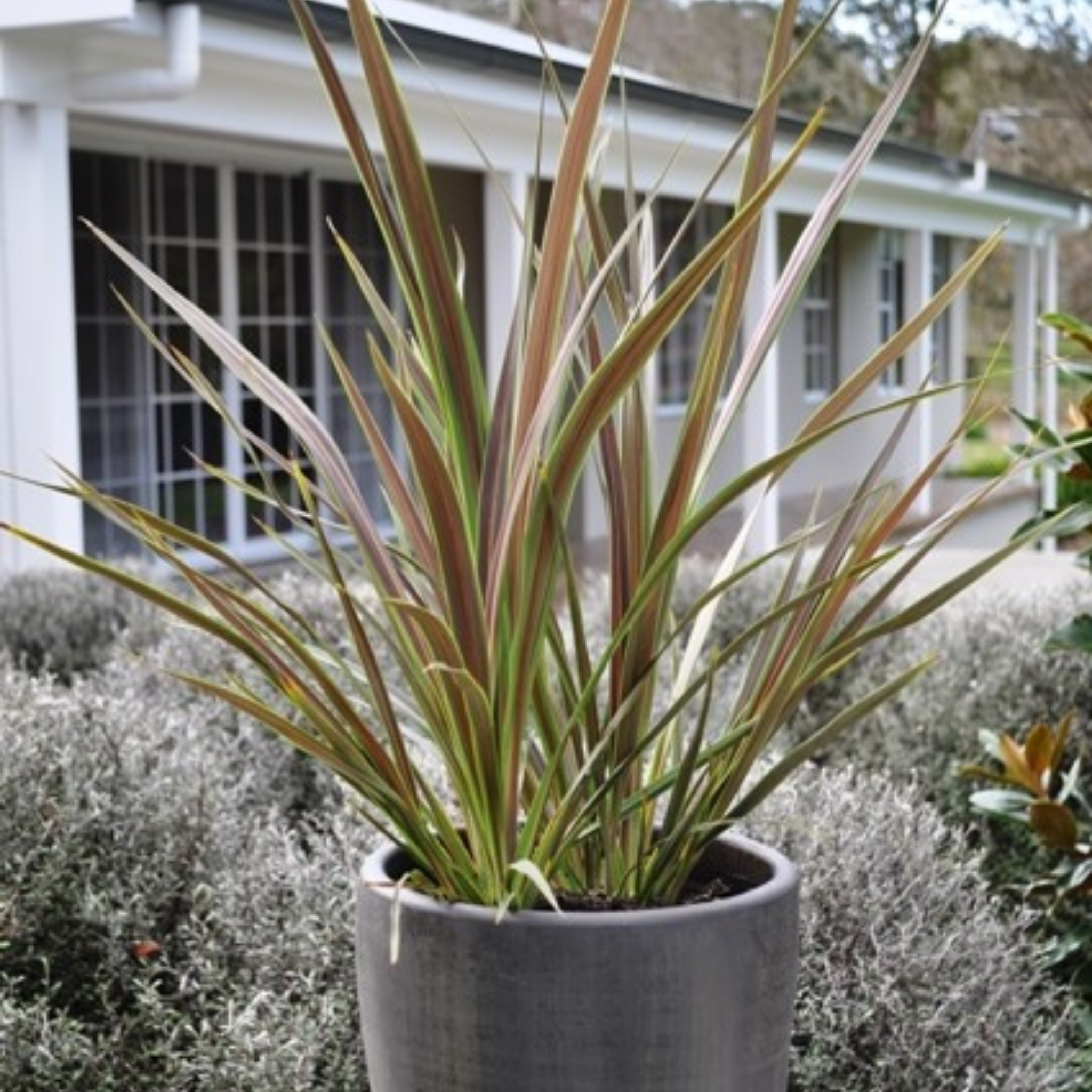 Electric Star Cabbage Tree - Cordyline banksii 'Electric Star'