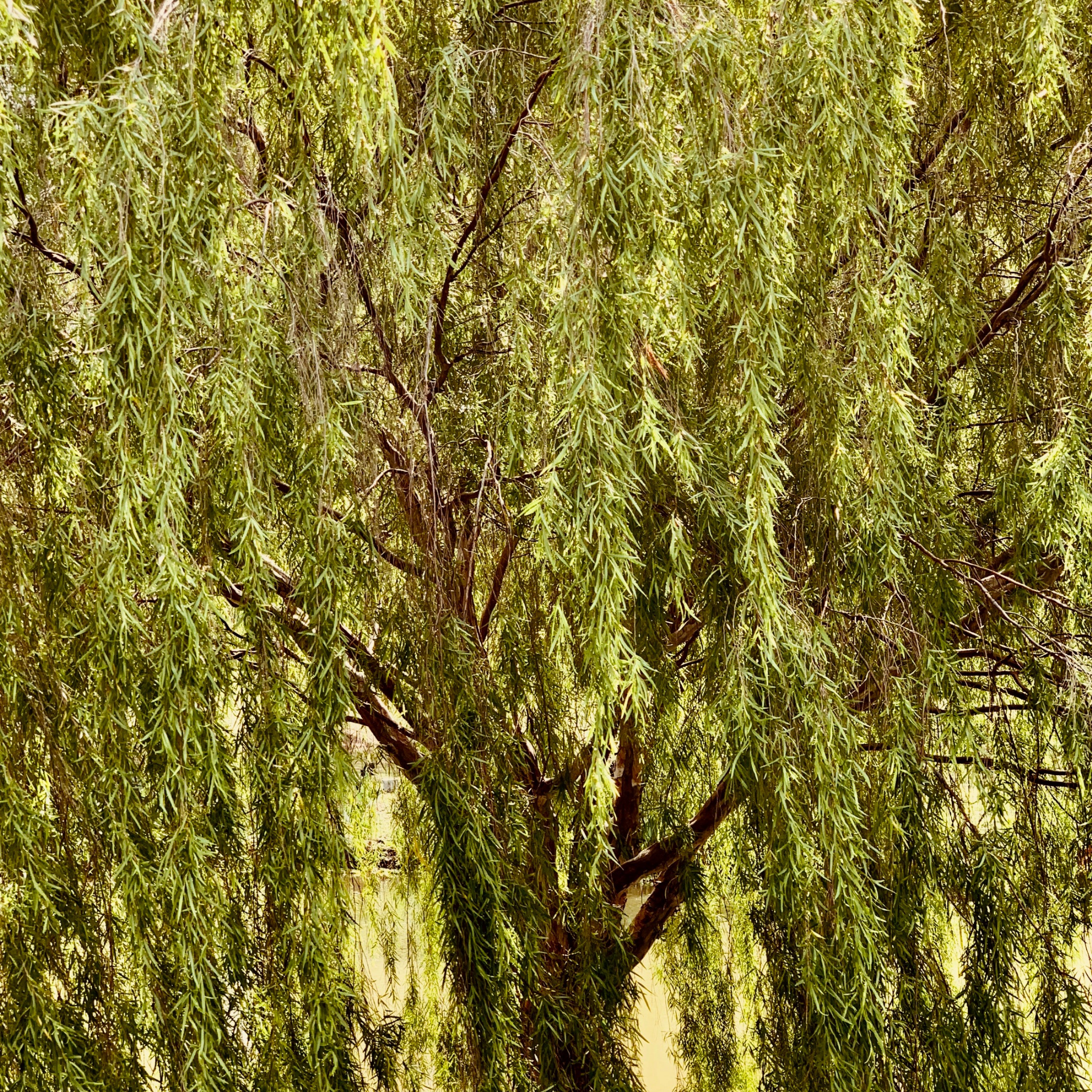 Silver Weeping Tea Tree - Leptospermum brachyandrum
