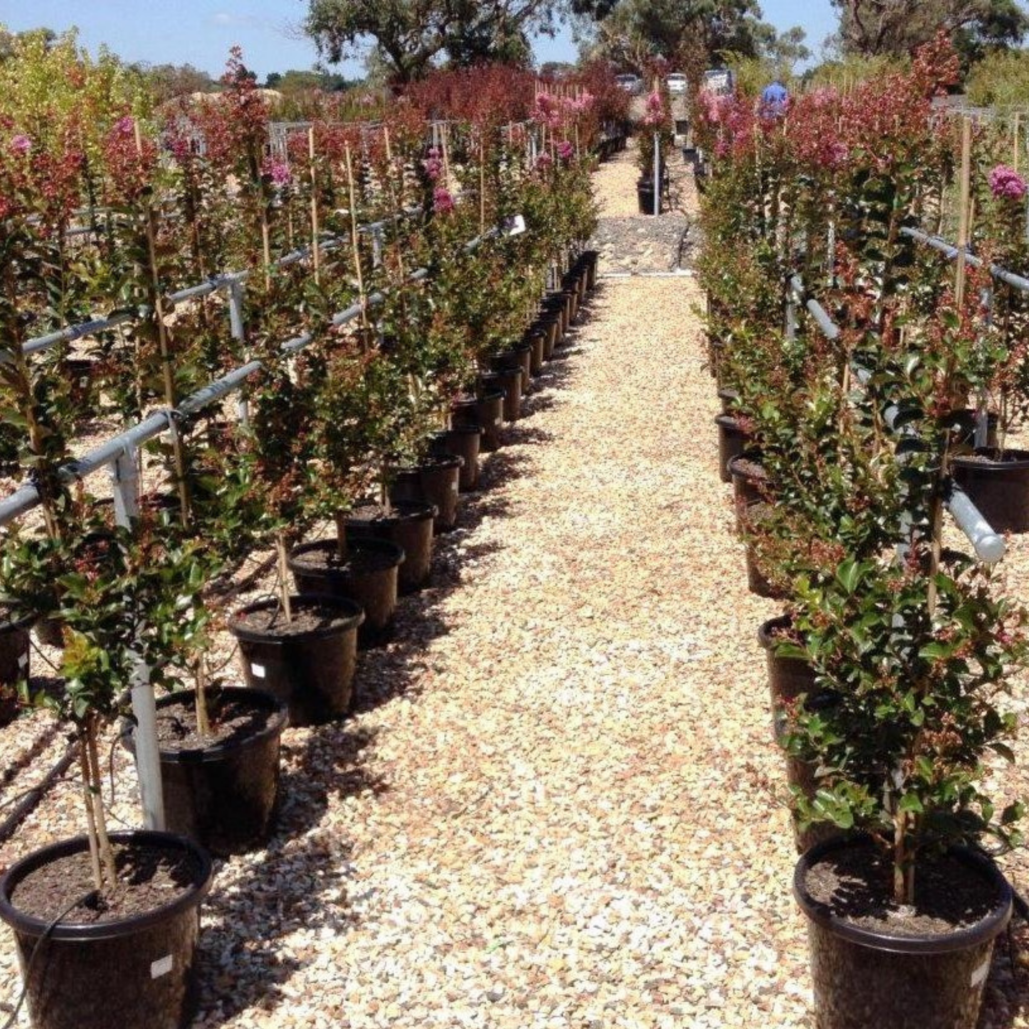 Purple Crepe Myrtle 'Zuni' - Lagerstroemia indica fauriei Zuni