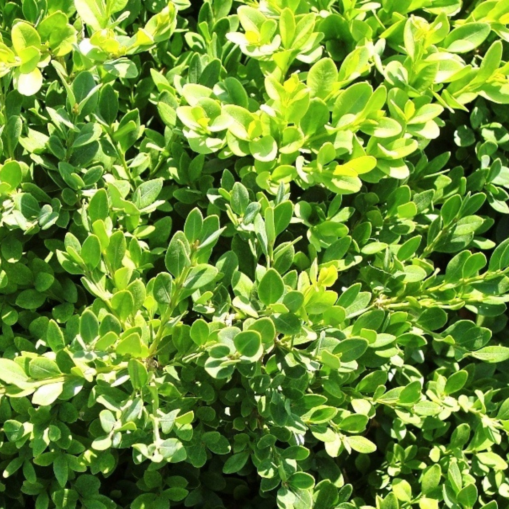 Close-up of a dense cluster of green leaves