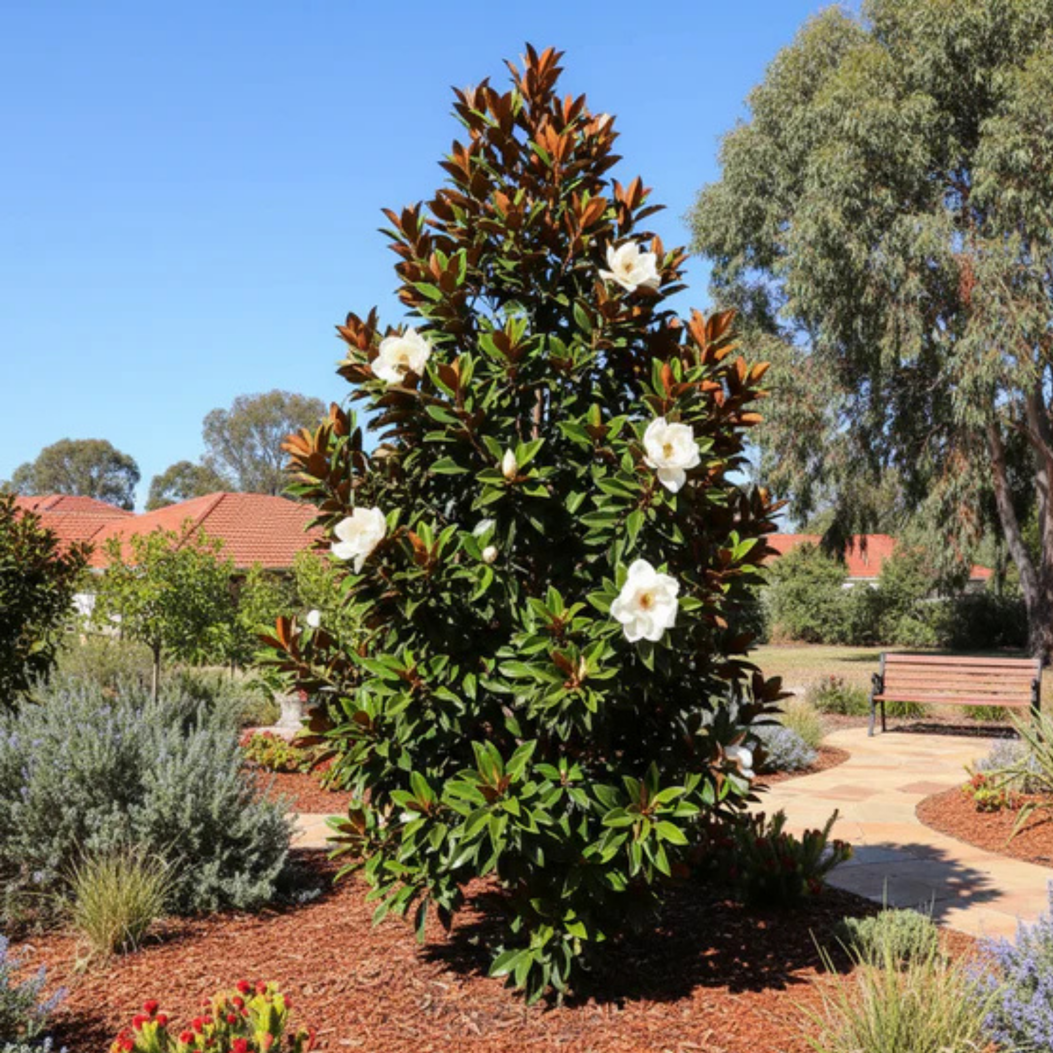Magnolia Sweet Spire - Magnolia grandiflora Sweet Spire