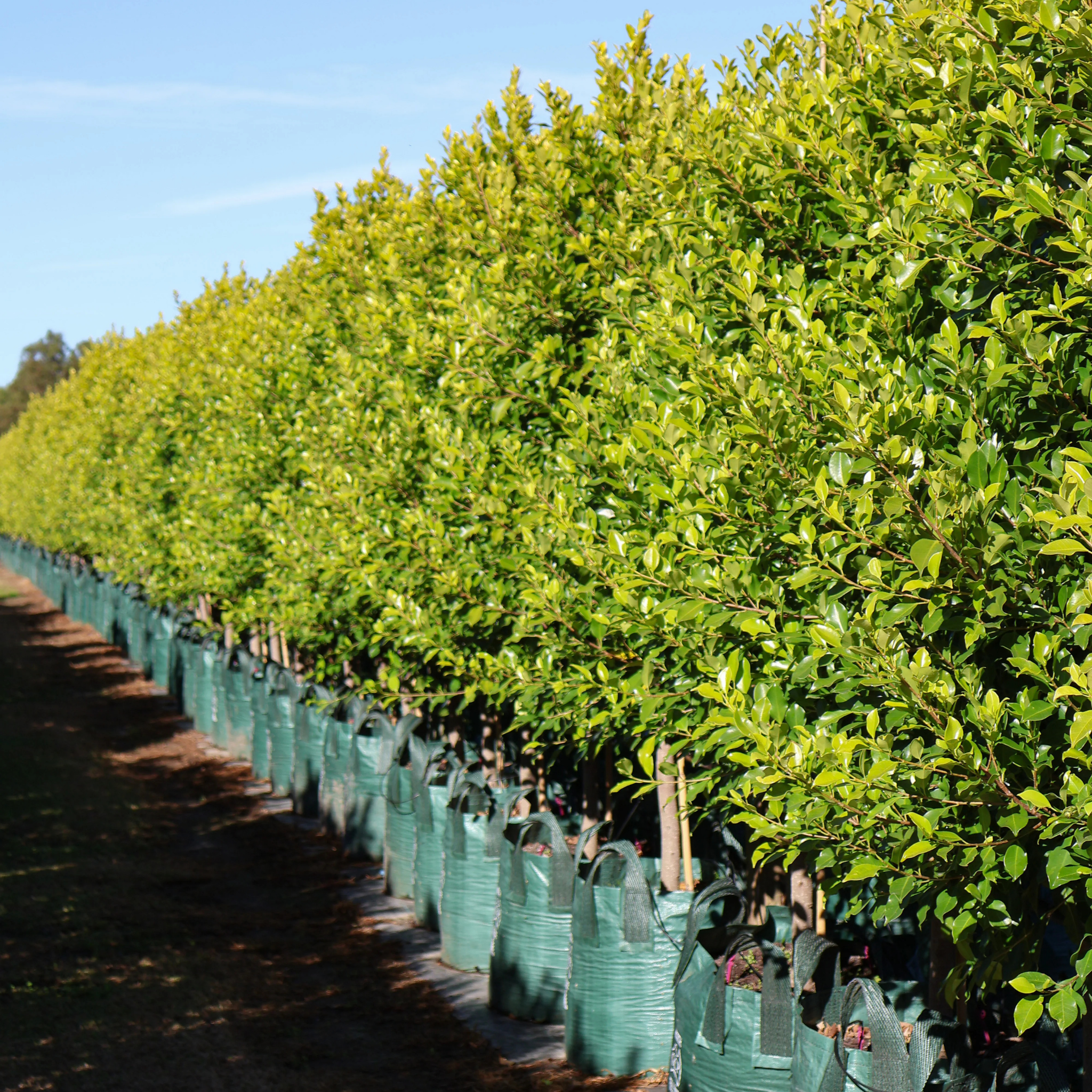 Hills Weeping Fig - Ficus microcarpa hillii Emerald