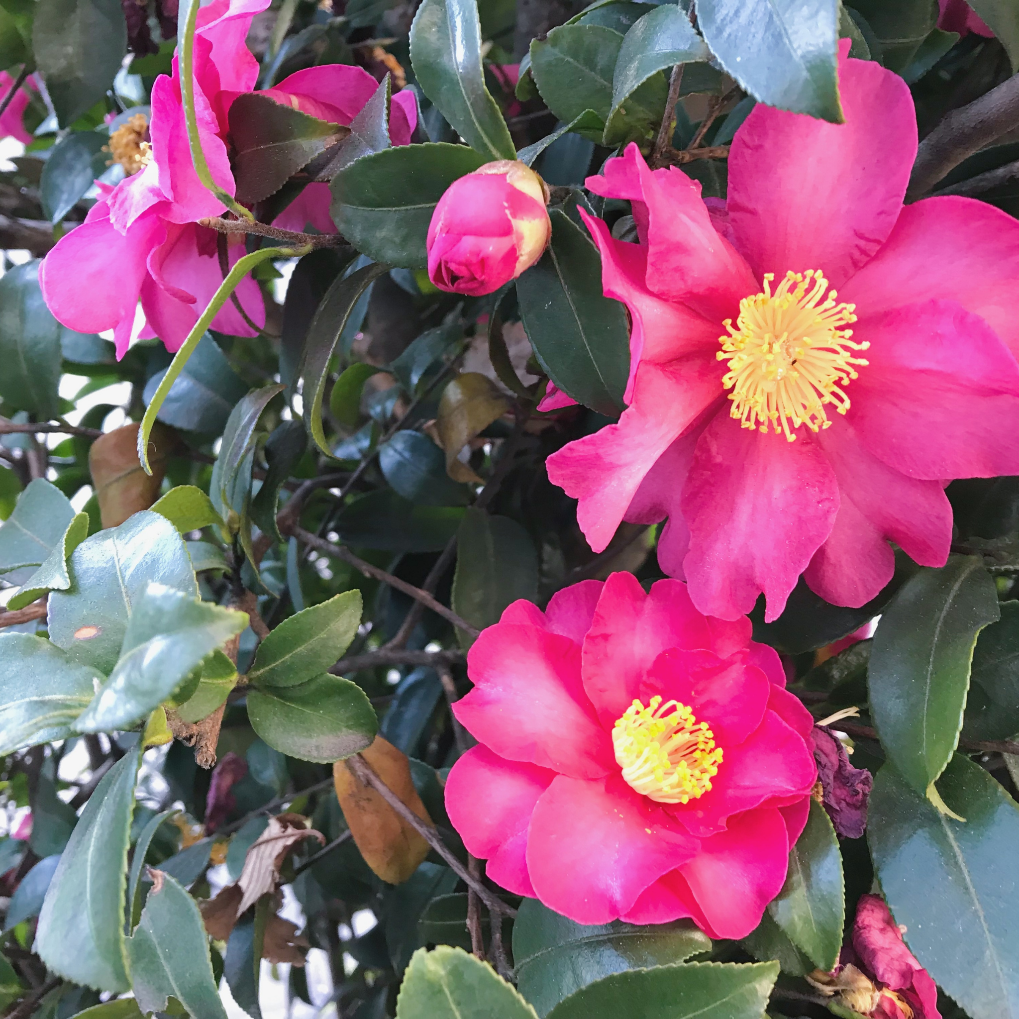 Close-up of pink flowers with yellow centers surrounded by green leaves.