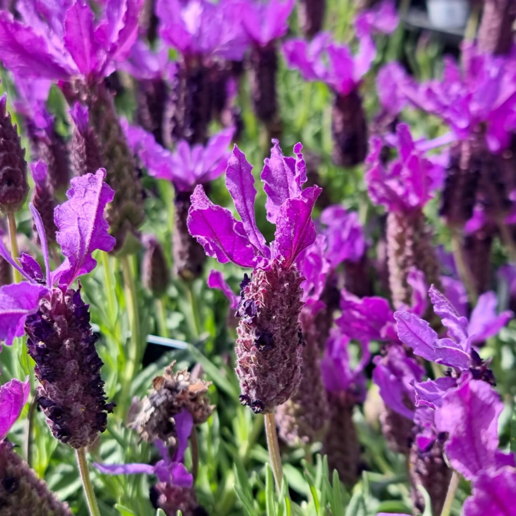 Italian Lavender Javelin Forte Deep Purple - Lavandula stoechas Javelin Forte Deep Purple