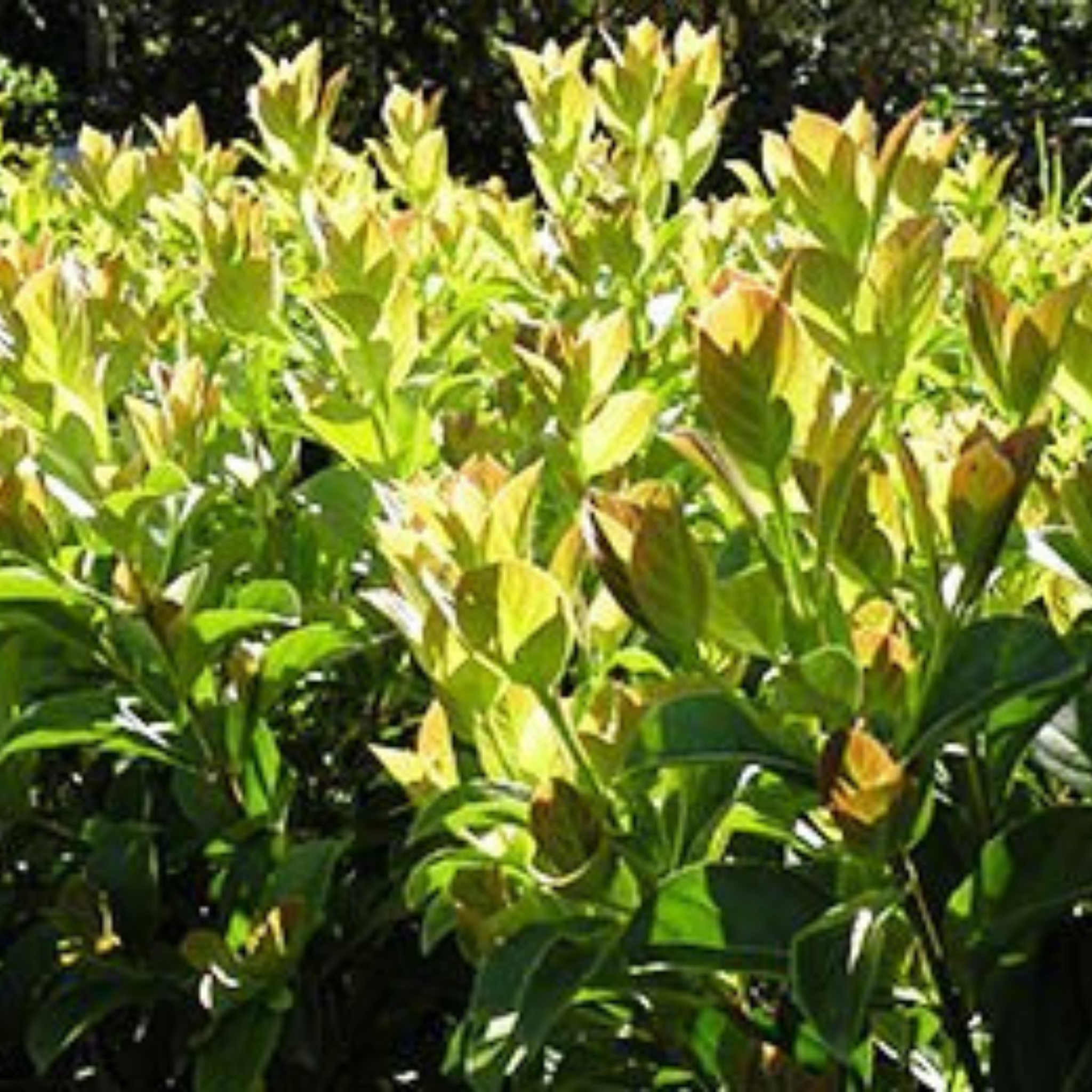 Sweet Viburnum Dense Fence - Viburnum odoratissimum Dense Fence PBR