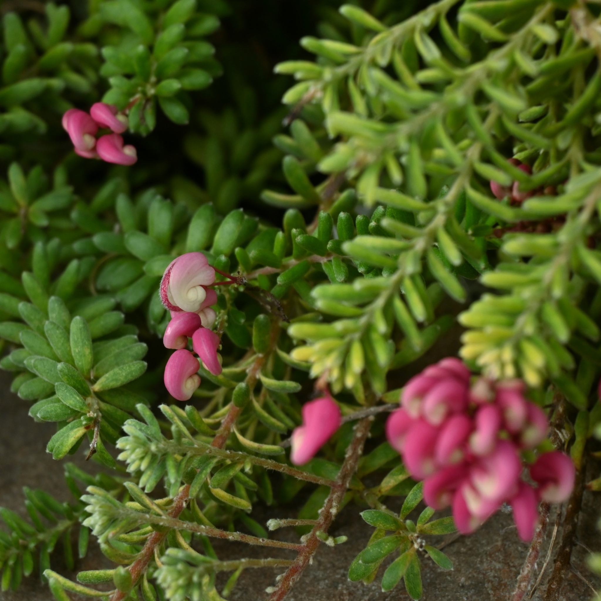 Tuckers Dwarf Spider Flower - Grevillea hybrida Tuckers Dwarf