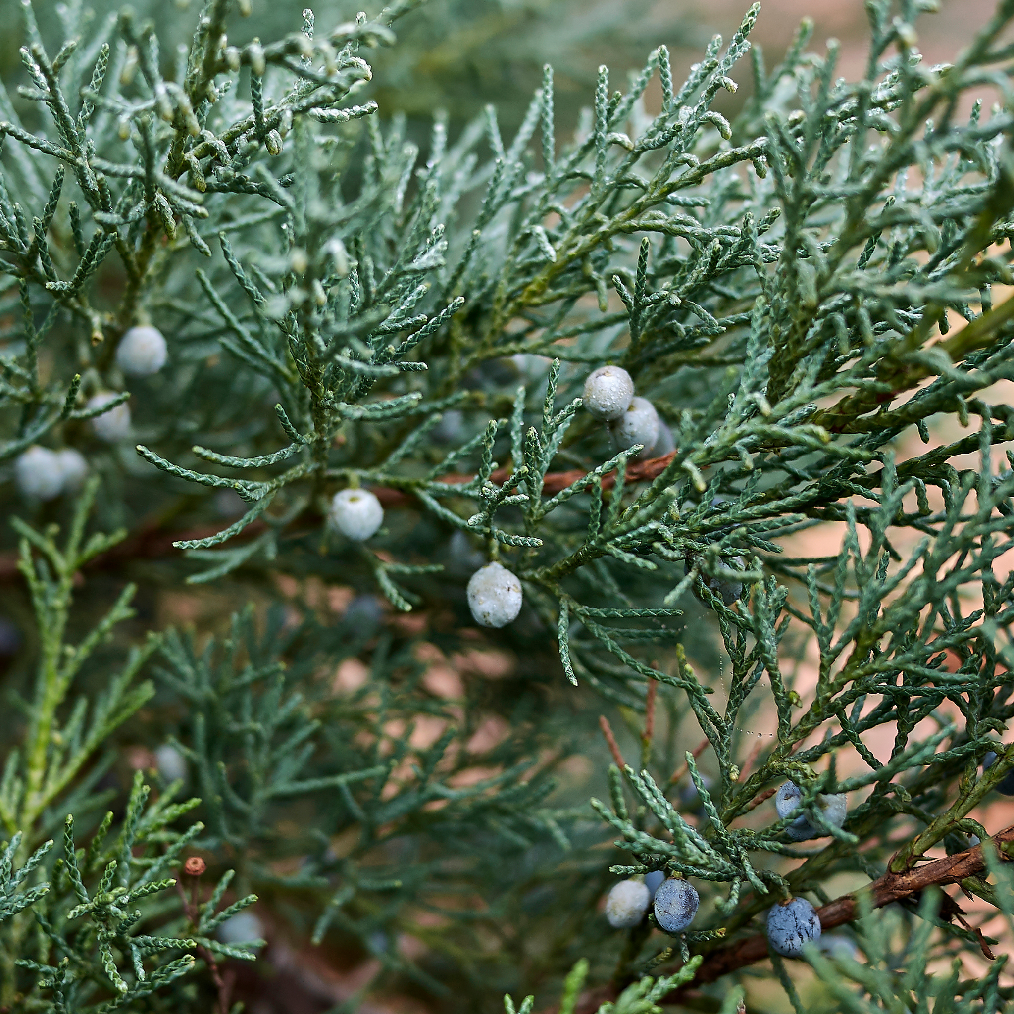 Rocky Mountain Juniper - Juniperus scopulorum 'Skyrocket' - Pencil Pine