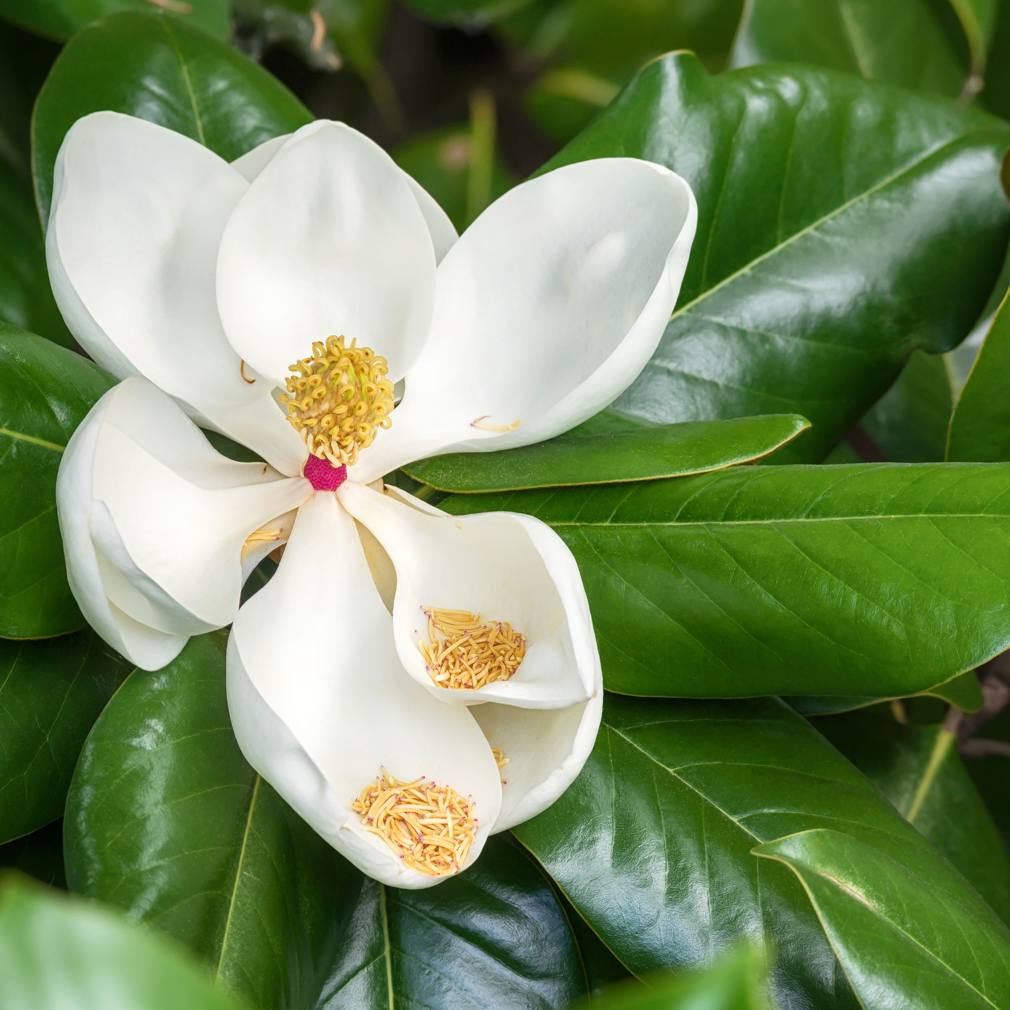 Magnolia Greenback - Magnolia grandiflora Greenback