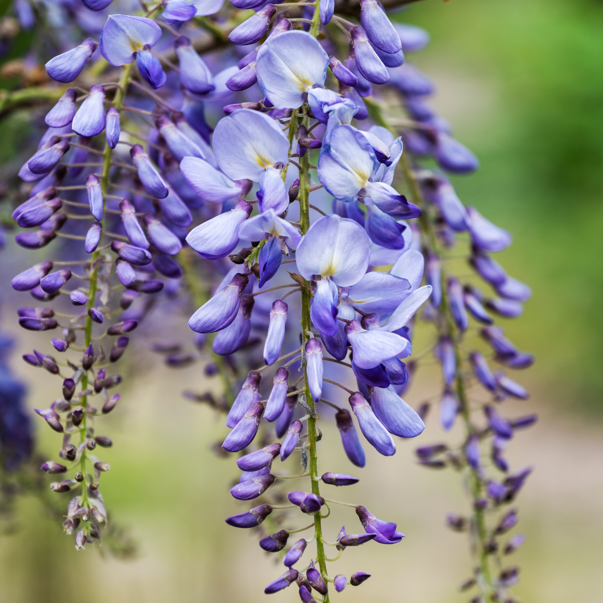 Blue Chinese Wisteria - Wisteria sinensis