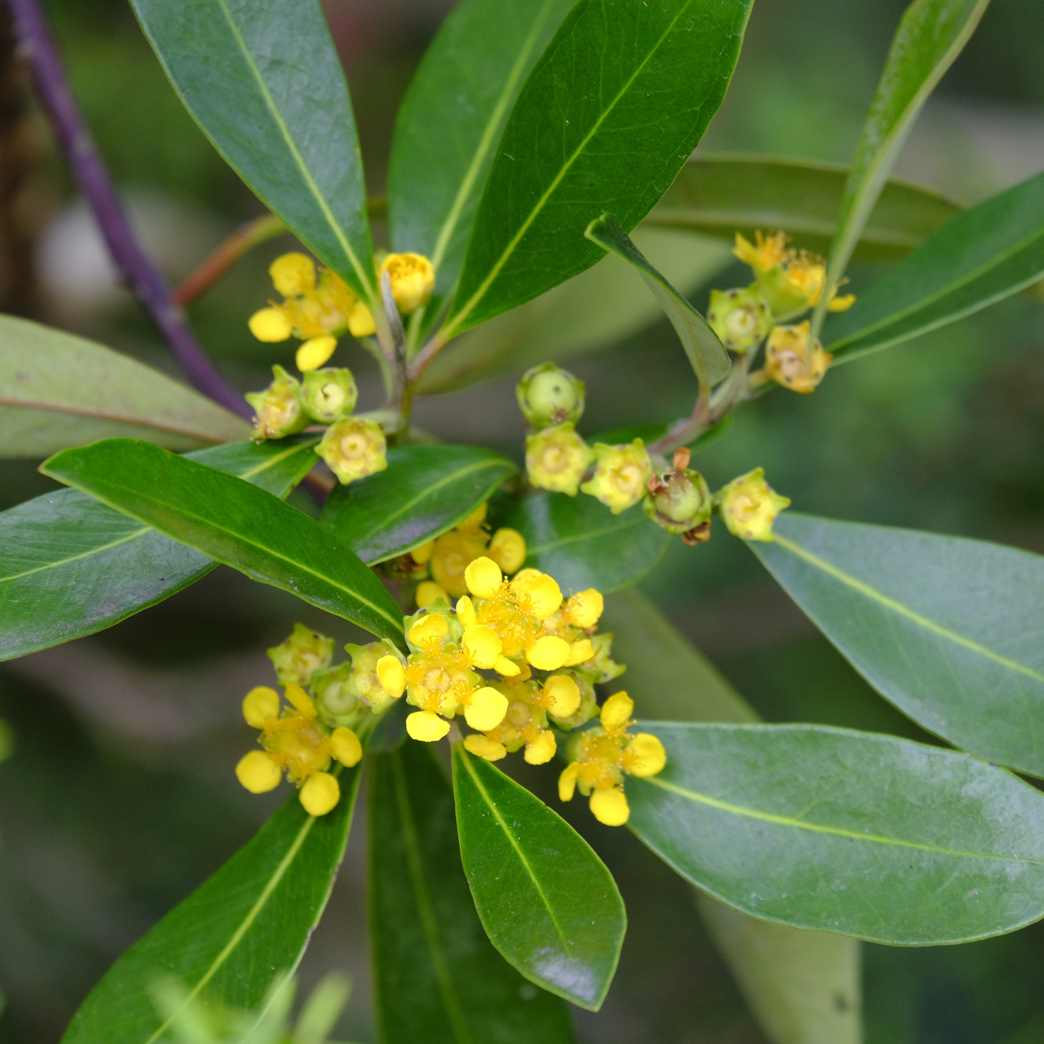 Water Gum tree - Tristaniopsis laurina