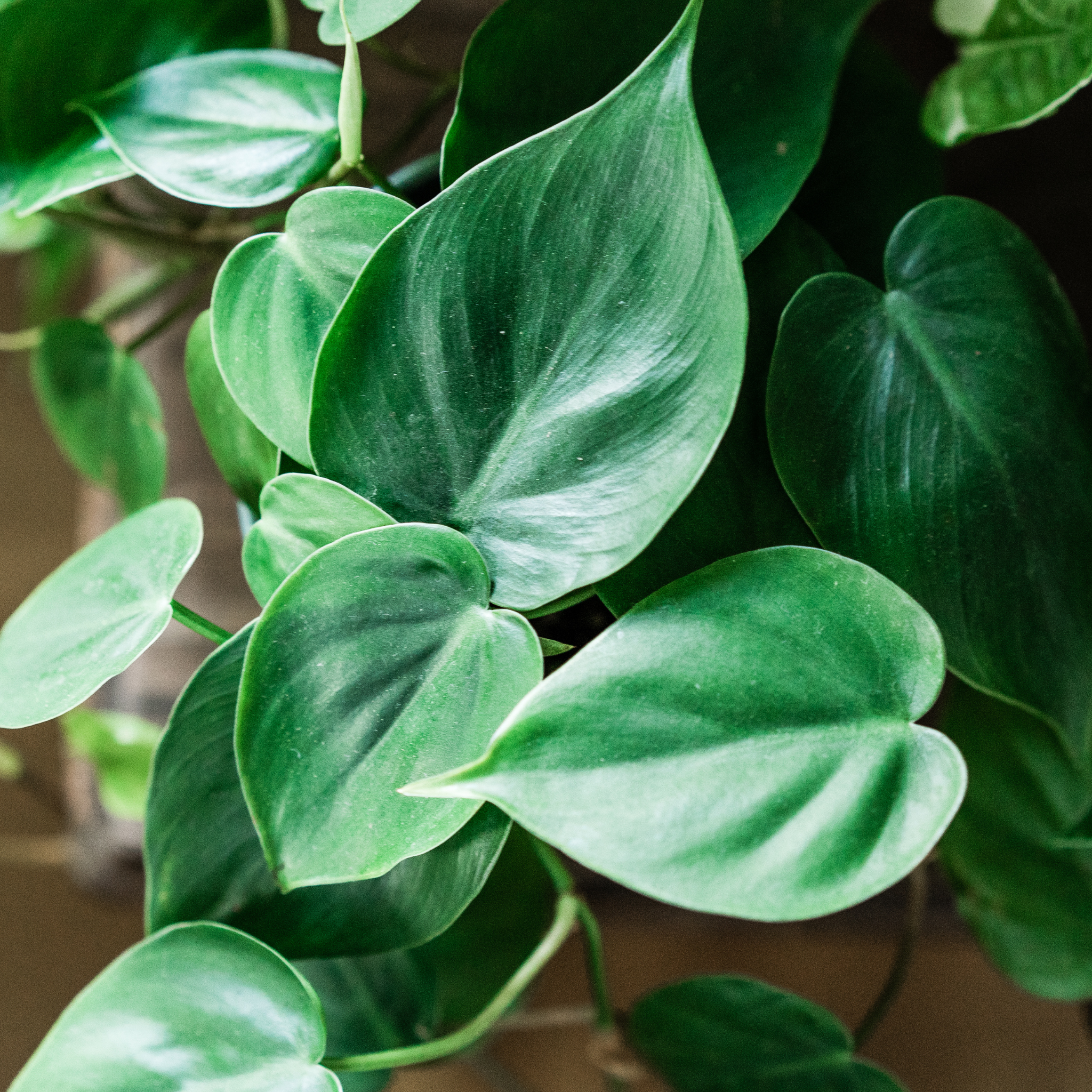 Heart Leaf Philodendron - Philodendron cordatum