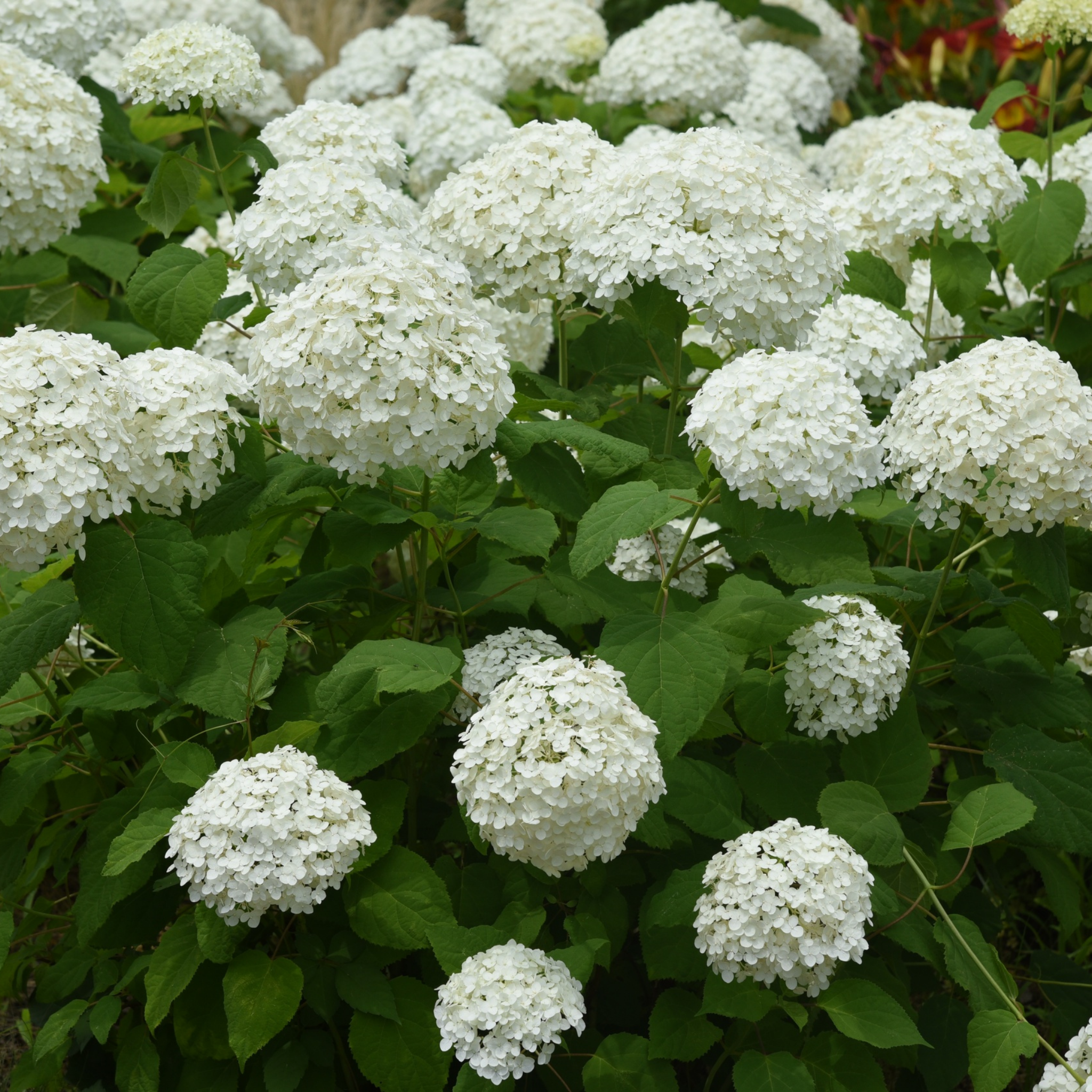Hydrangea arborescens 'Annabelle' – Smooth Hydrangea