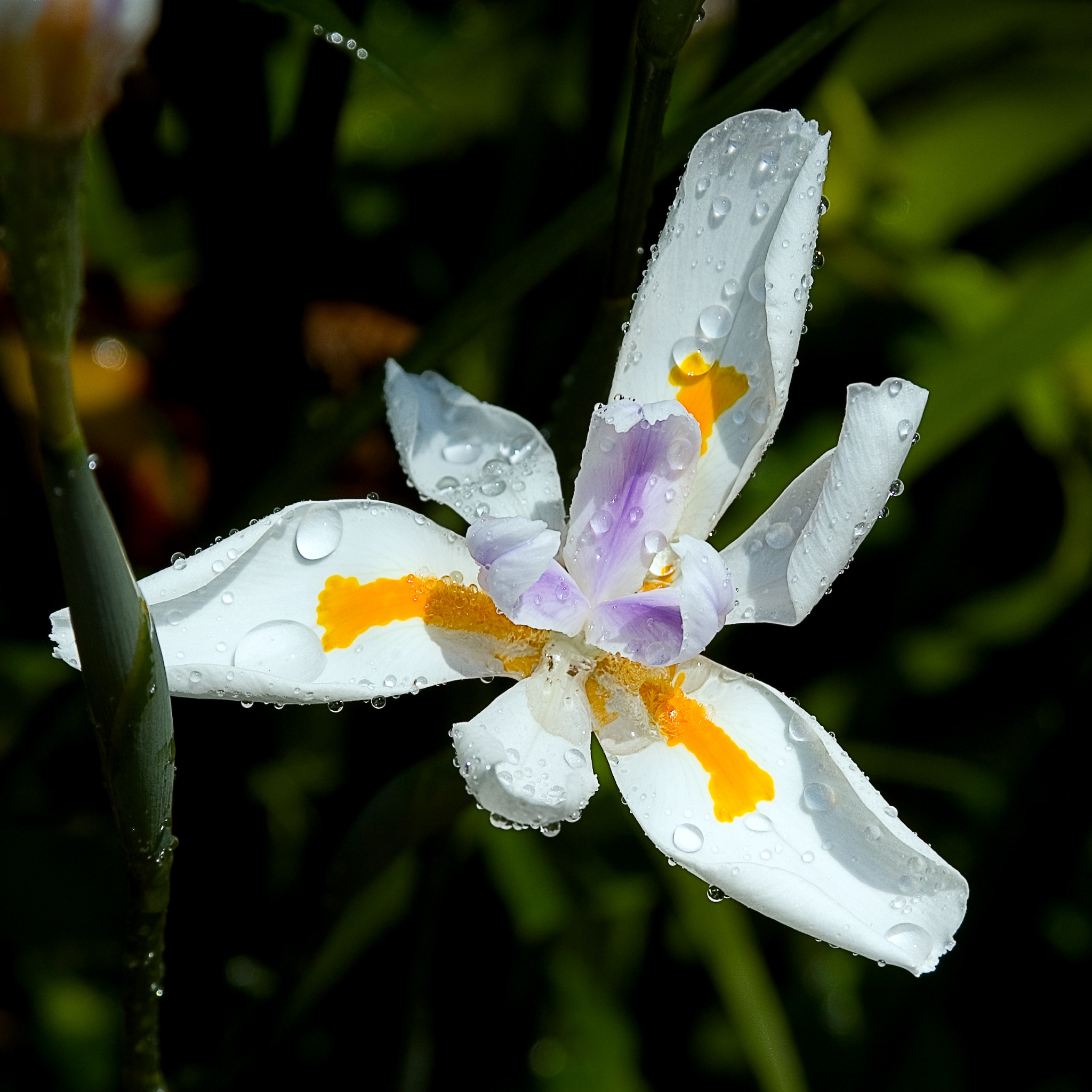 Large Wild Iris - Dietes grandiflora