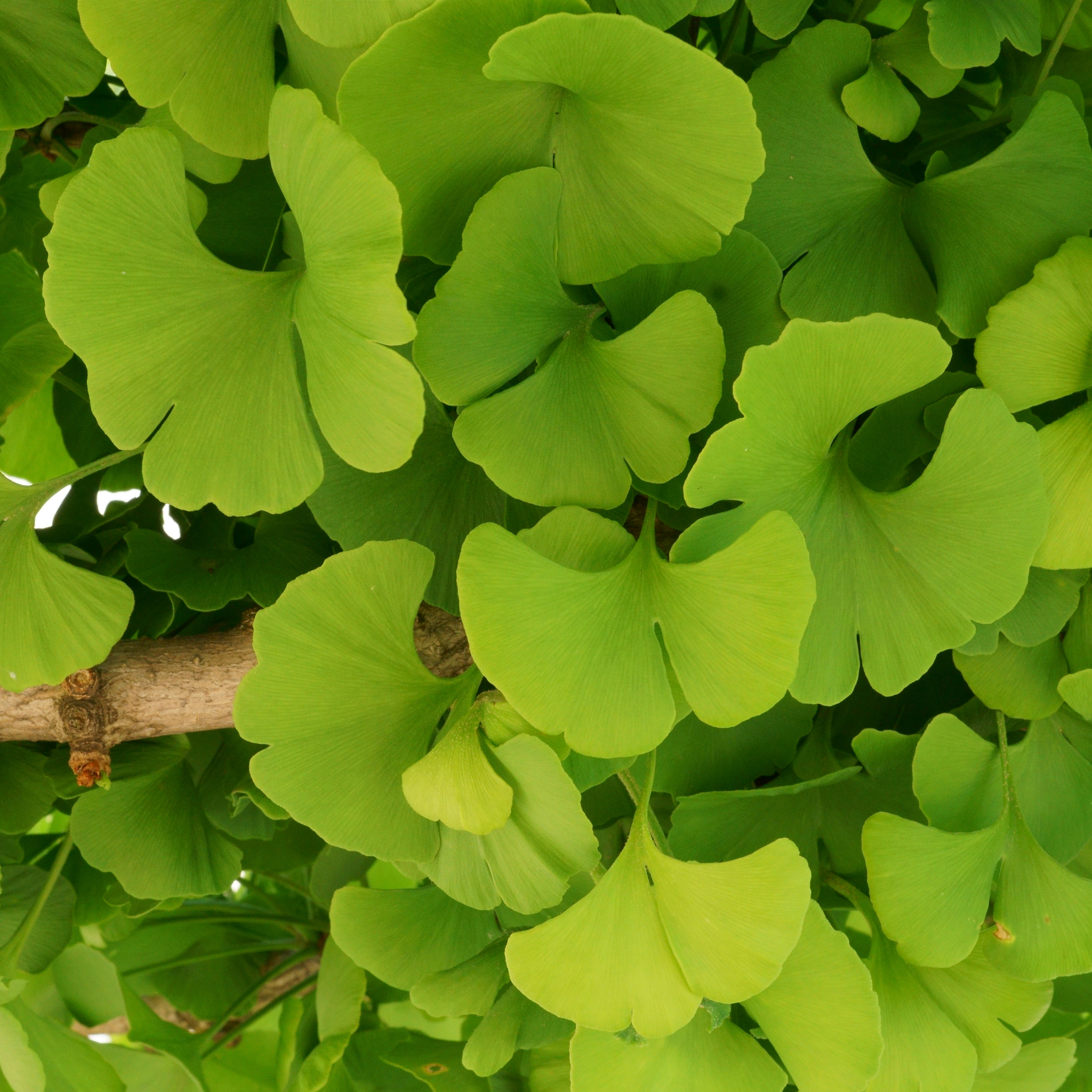 Ginkgo biloba - Maidenhair Tree Conifer