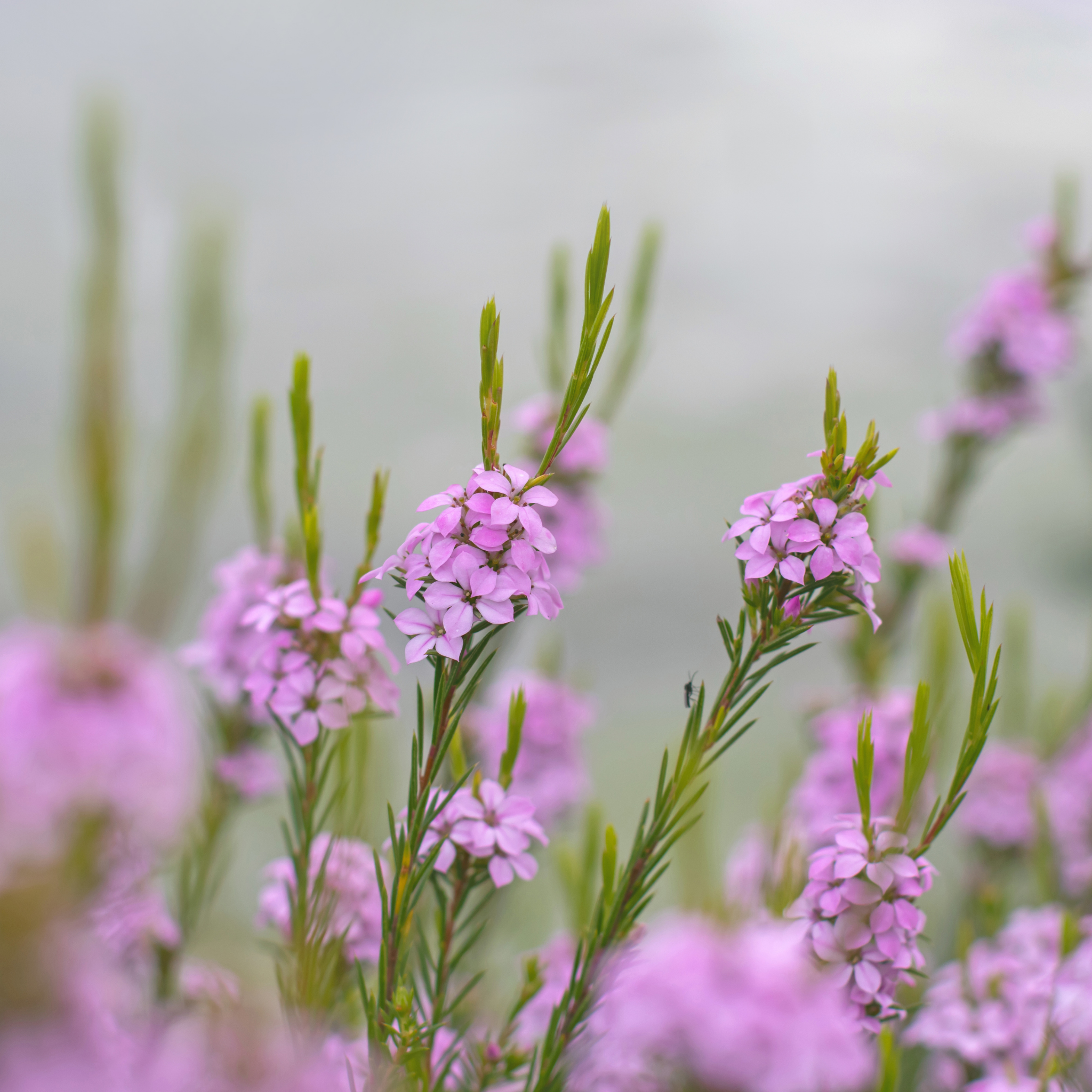 Dwarf Diosma - Coleonema pulchellum Compacta